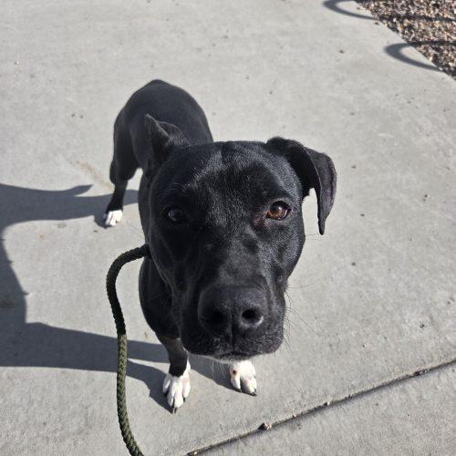 Panda, Adoptable, Young Female Labrador Retriever & Pit Bull Terrier.