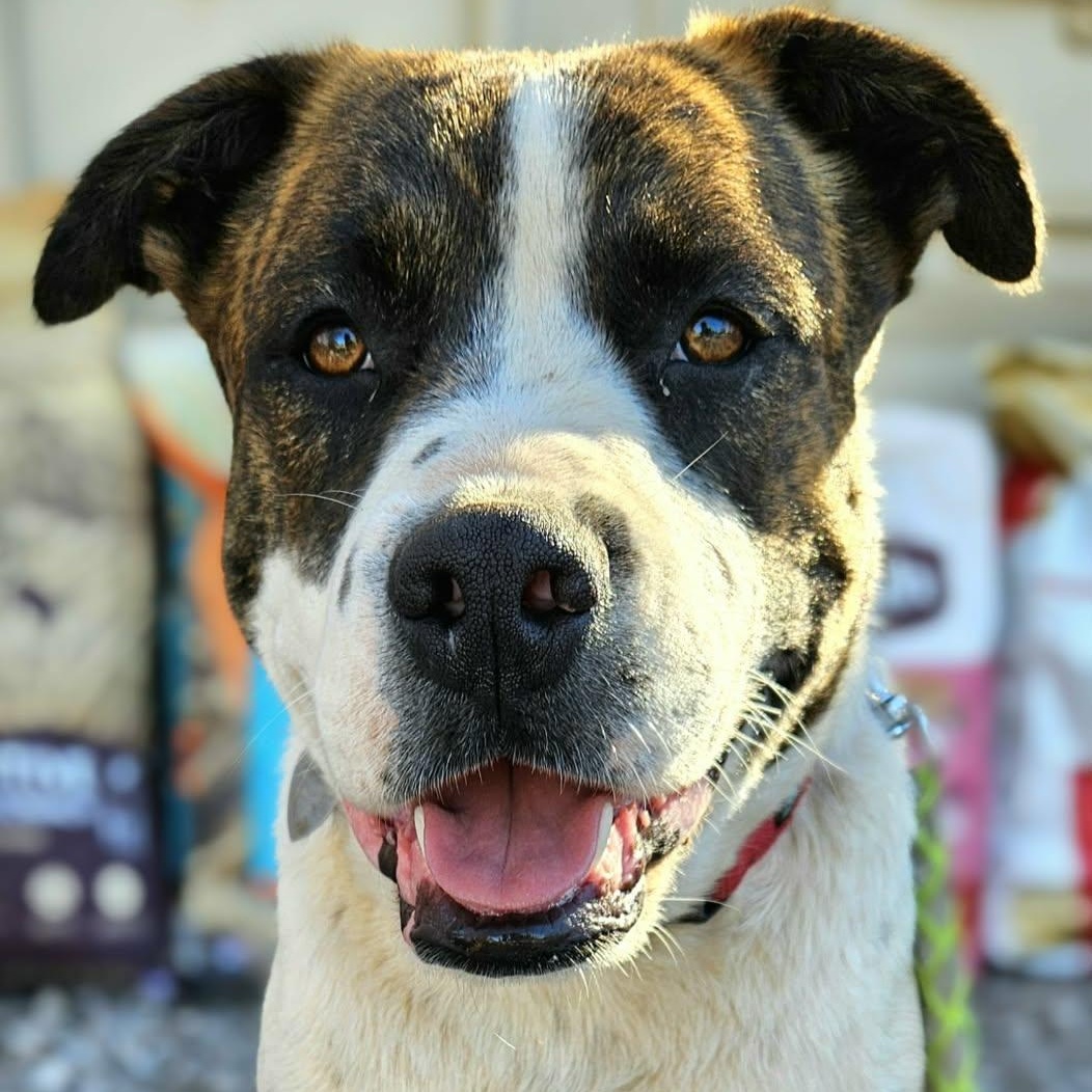 Hugo , a ADOPTABLE mixed breed in Pelham, NH image 4/6