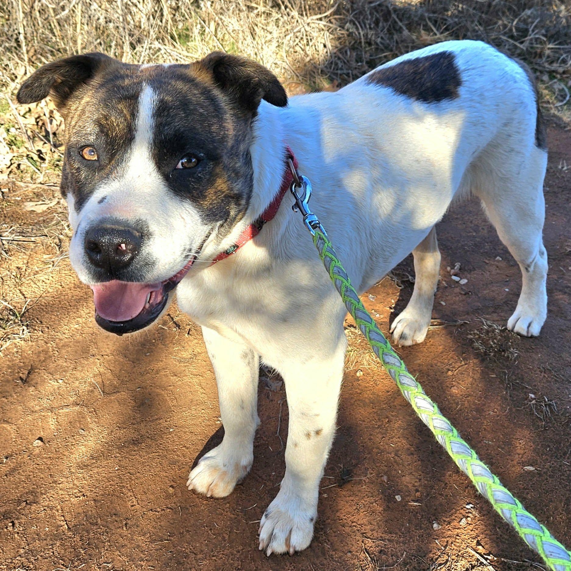 Hugo , a ADOPTABLE mixed breed in Pelham, NH image 3/6