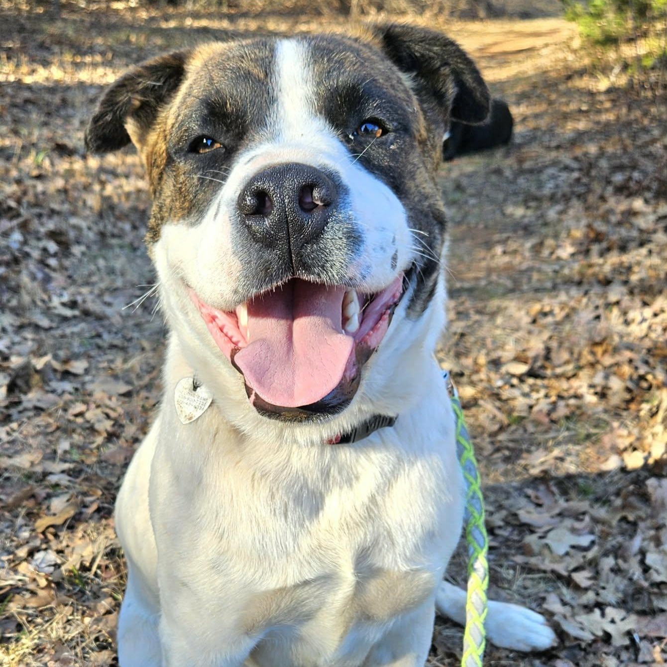 Hugo , a ADOPTABLE mixed breed in Pelham, NH image 5/6