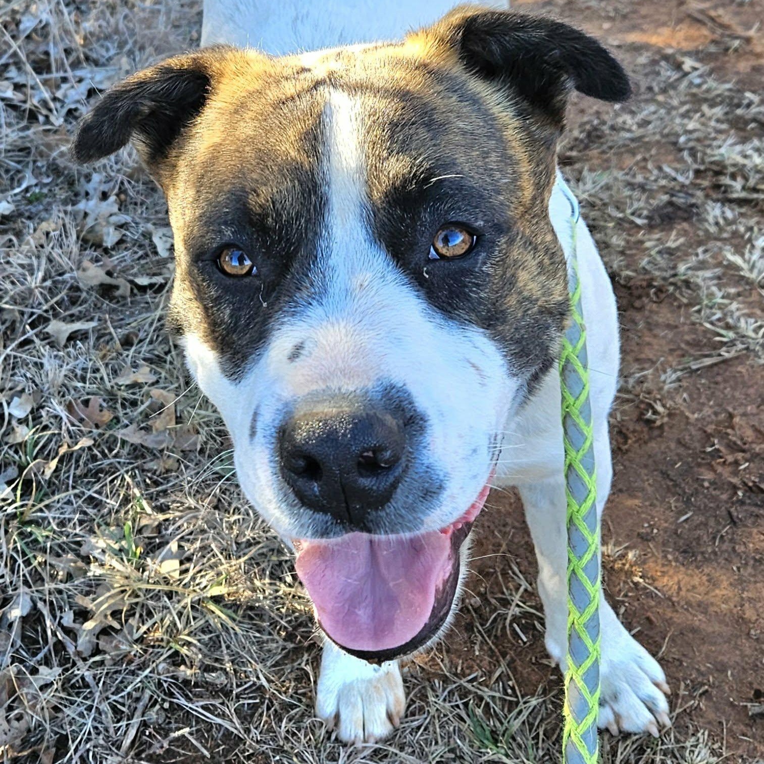 Hugo , a ADOPTABLE mixed breed in Pelham, NH image 1/6