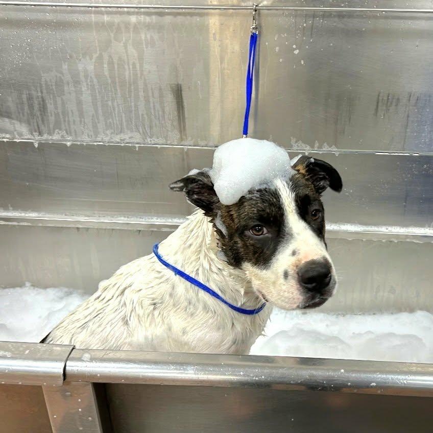 Hugo , a ADOPTABLE mixed breed in Pelham, NH image 2/6