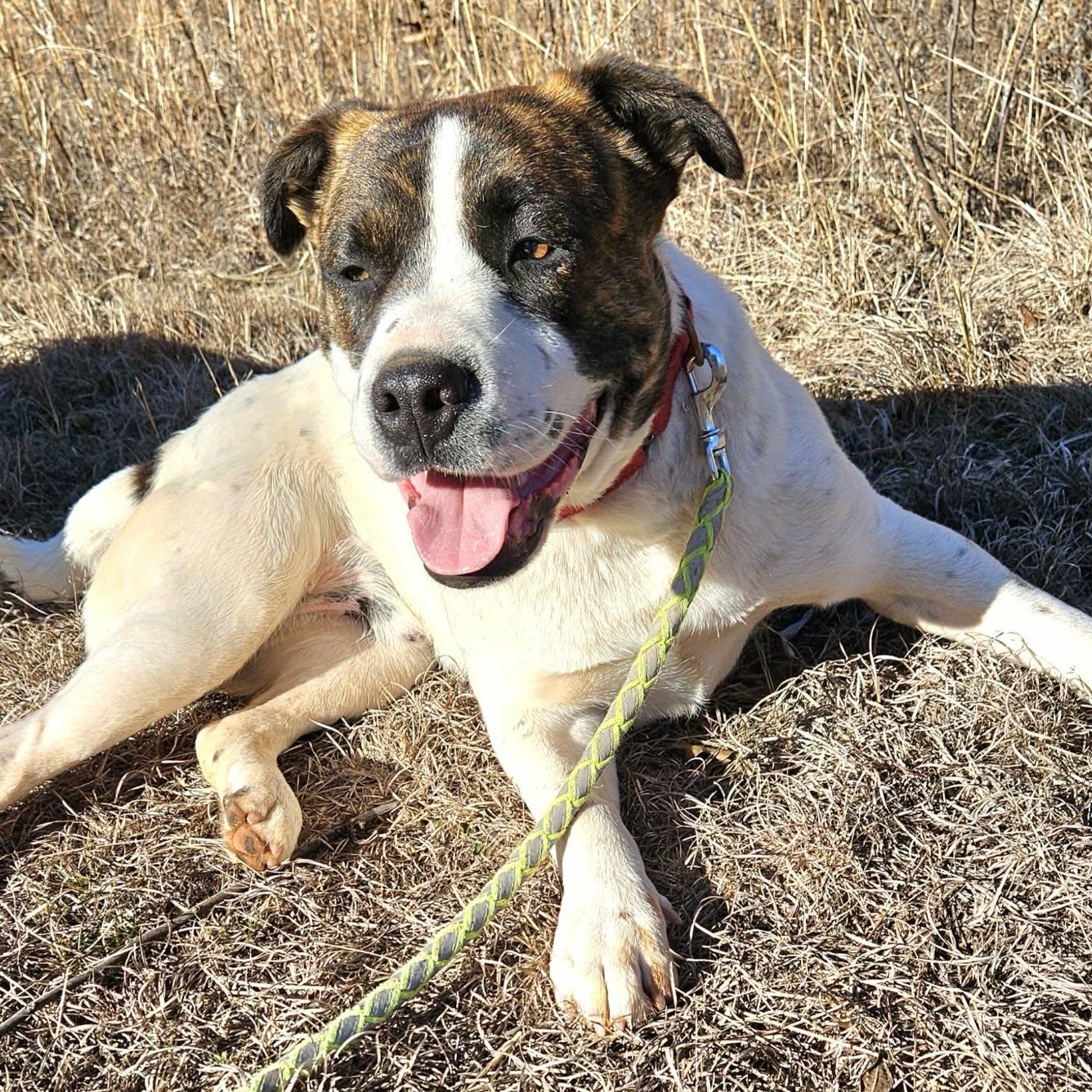 Hugo , a ADOPTABLE mixed breed in Pelham, NH image 6/6
