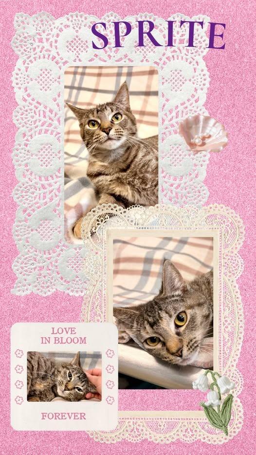 Sprite, Adoptable, Kitten Female Domestic Short Hair.