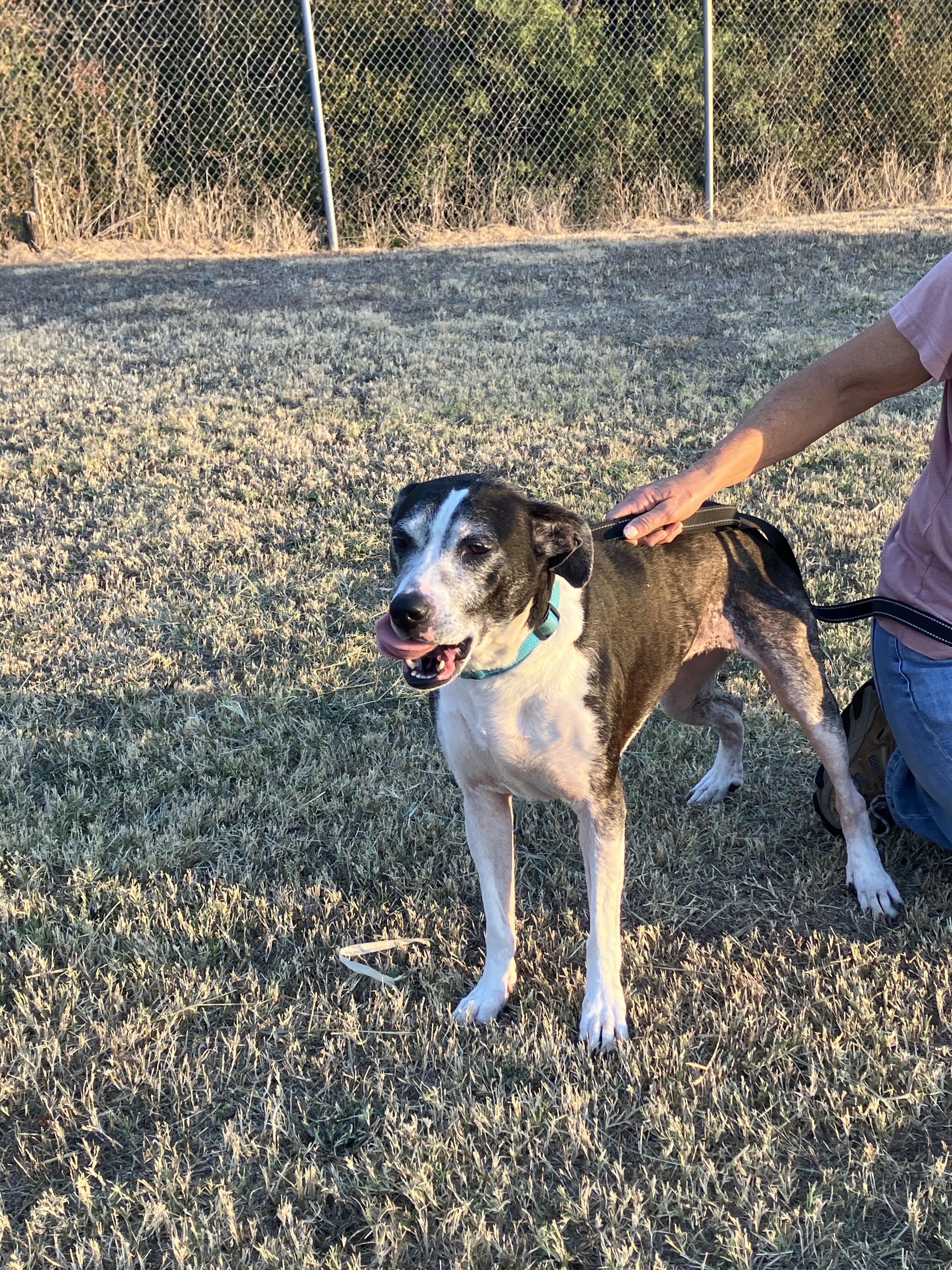 Enlarge DOMINO-Gentle Soul, a Adoptable mixed breed in Waco, TX image 4/6