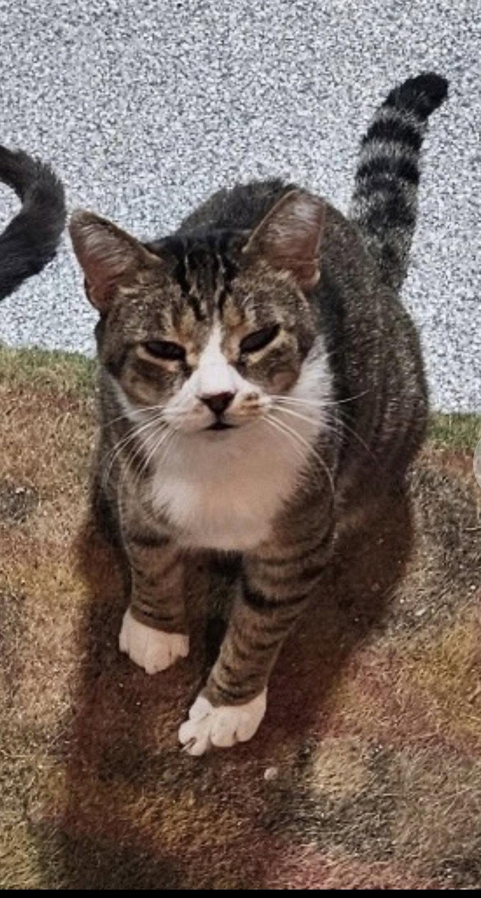 Diablo (Must be adopted with Frass), Adoptable, Adult Male Domestic Short Hair.