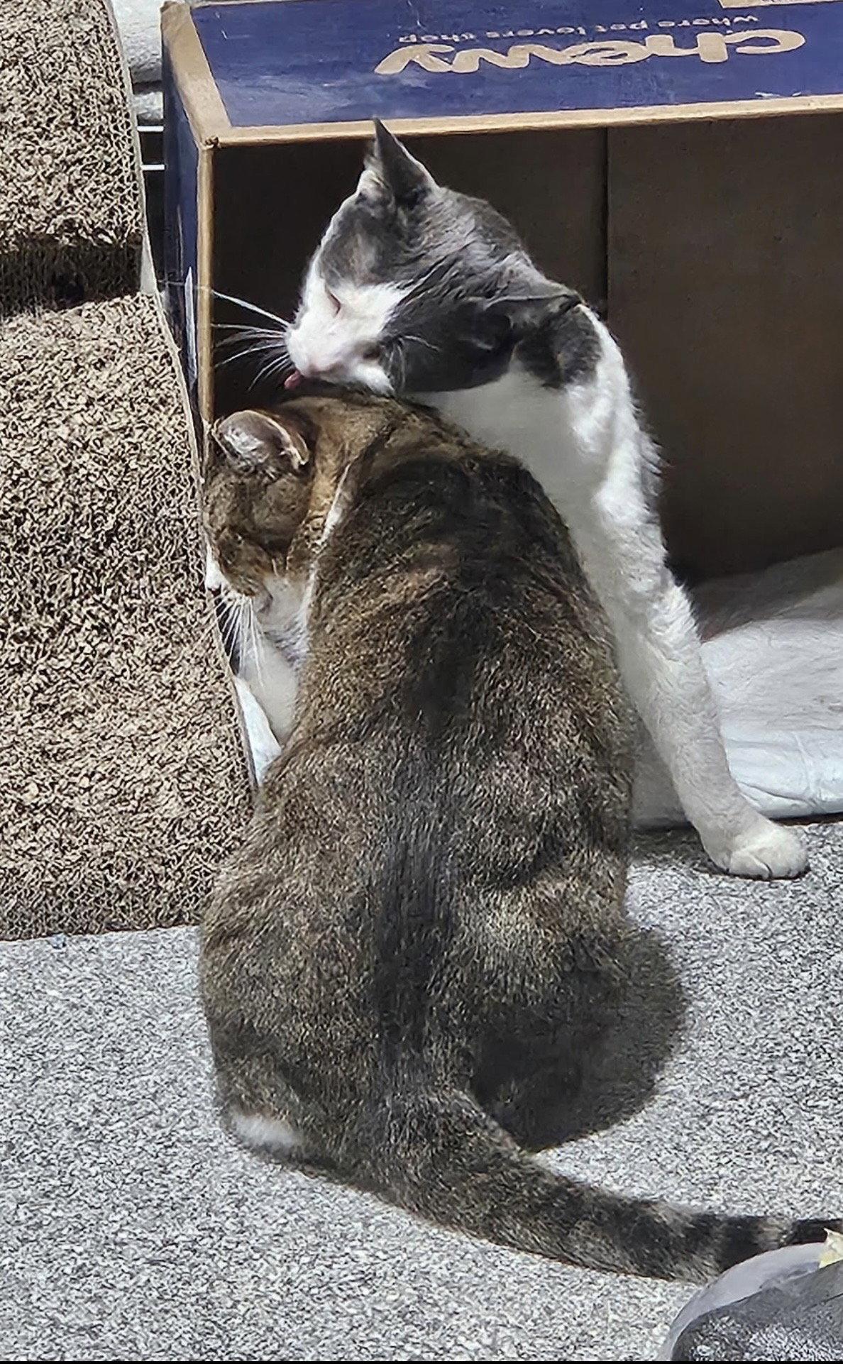 Enlarge Diablo (Must be adopted with Frass), a Adoptable Domestic Short Hair in Walled Lake, MI image 2/3