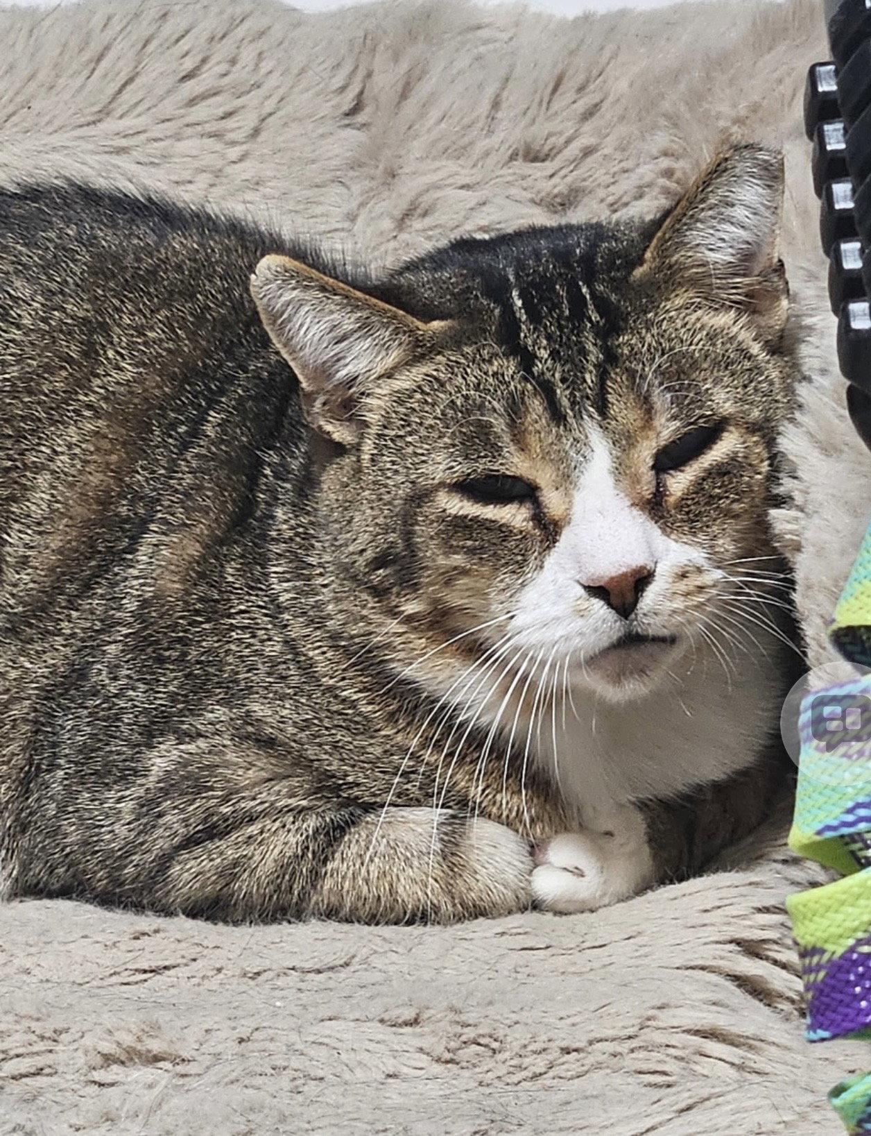 Enlarge Diablo (Must be adopted with Frass), a Adoptable Domestic Short Hair in Walled Lake, MI image 3/3