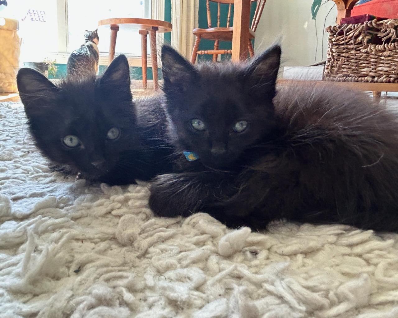 Lita (bonded with Ozzy), Adoptable, Kitten Female Domestic Medium Hair.