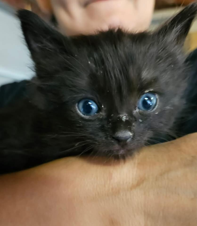 Lita (bonded with Ozzy), a Adoptable Domestic Medium Hair in San Francisco, CA image 2/6