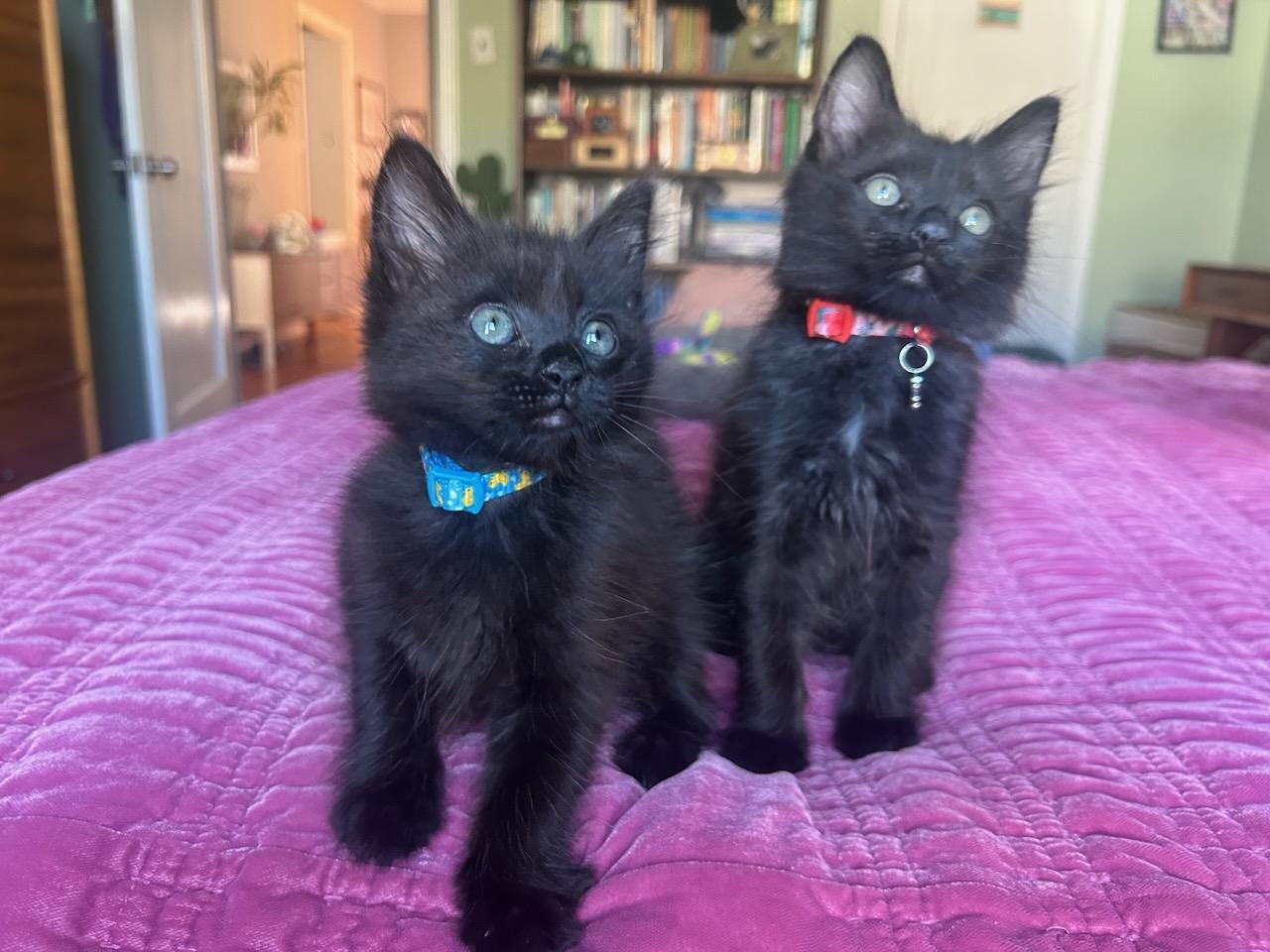 Lita (bonded with Ozzy), a Adoptable Domestic Medium Hair in San Francisco, CA image 3/6
