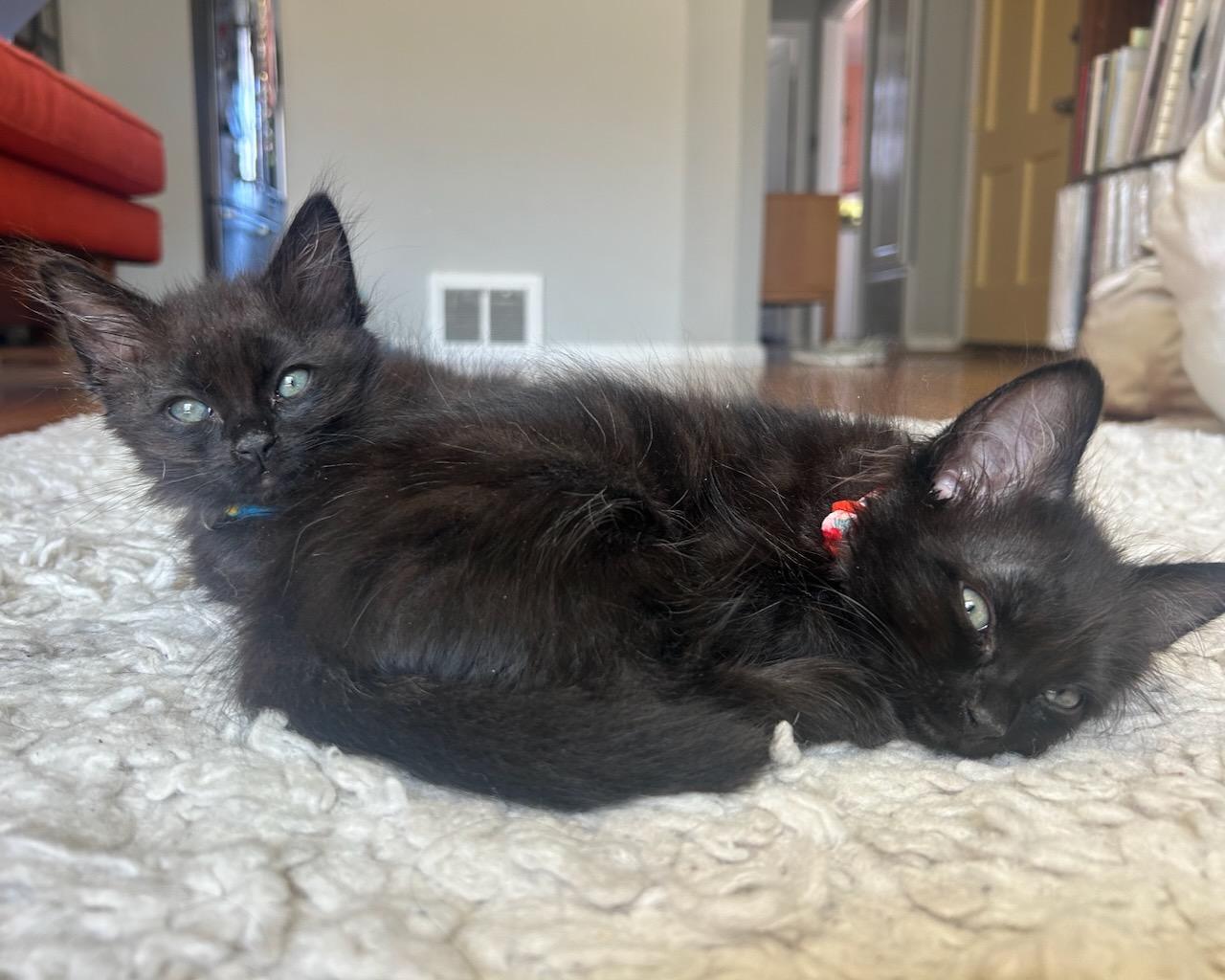 Lita (bonded with Ozzy), a Adoptable Domestic Medium Hair in San Francisco, CA image 4/6