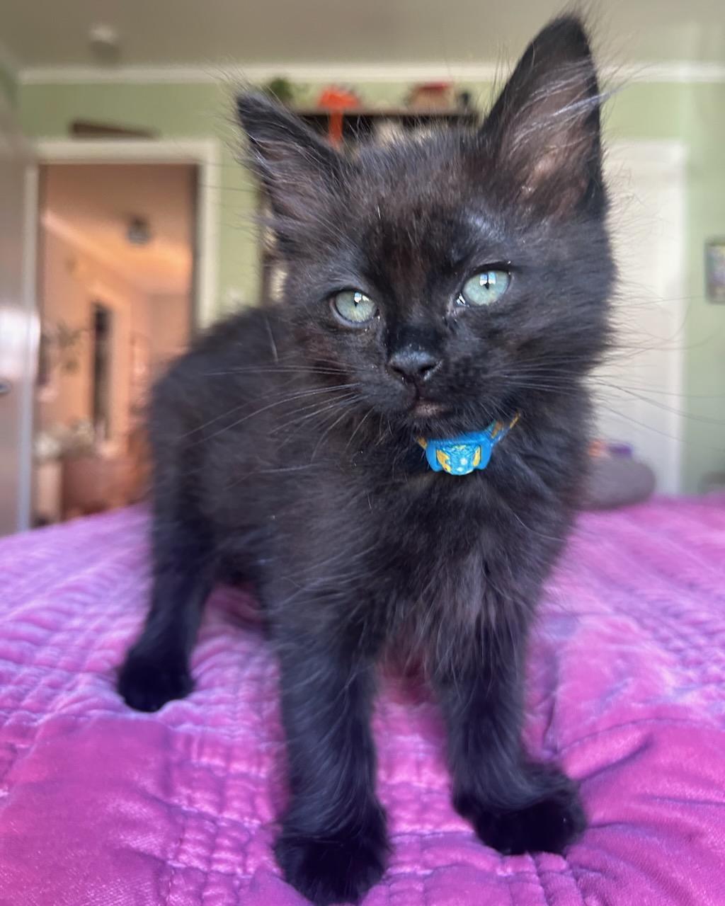 Lita (bonded with Ozzy), a Adoptable Domestic Medium Hair in San Francisco, CA image 5/6