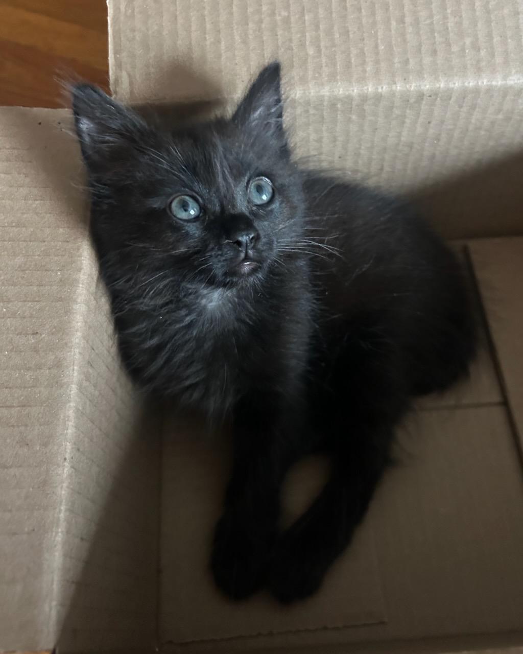 Lita (bonded with Ozzy), a Adoptable Domestic Medium Hair in San Francisco, CA image 6/6