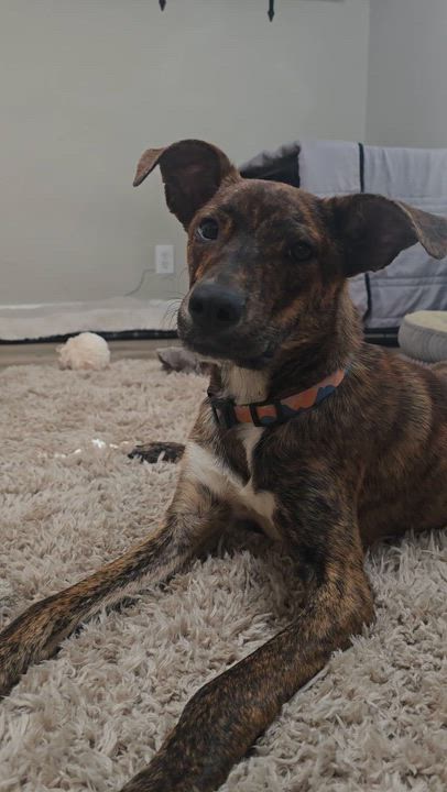 Enlarge Charlie, an adoptable Catahoula Leopard Dog in Luling, TX video 3/4