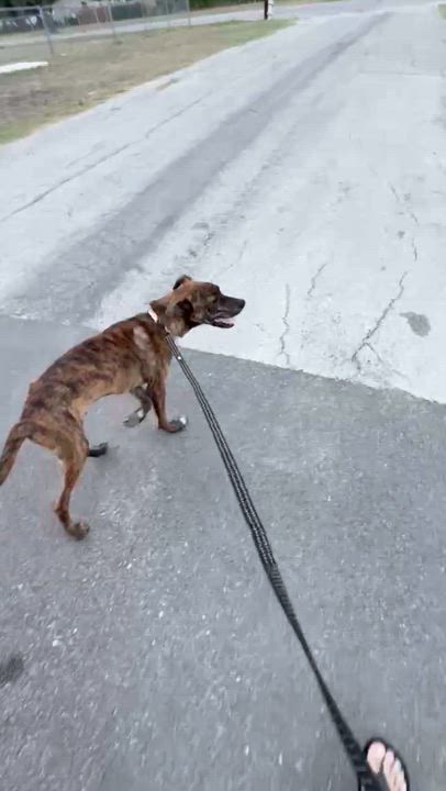 Enlarge Charlie, an adoptable Catahoula Leopard Dog in Luling, TX video 4/4