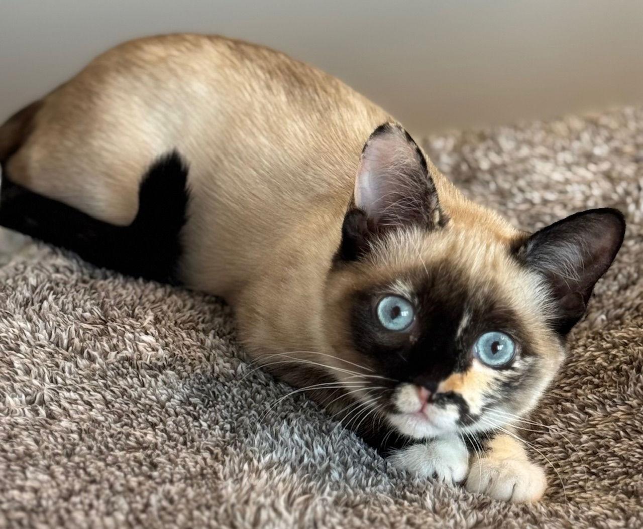 Savannah, Adoptable, Young Female Siamese.