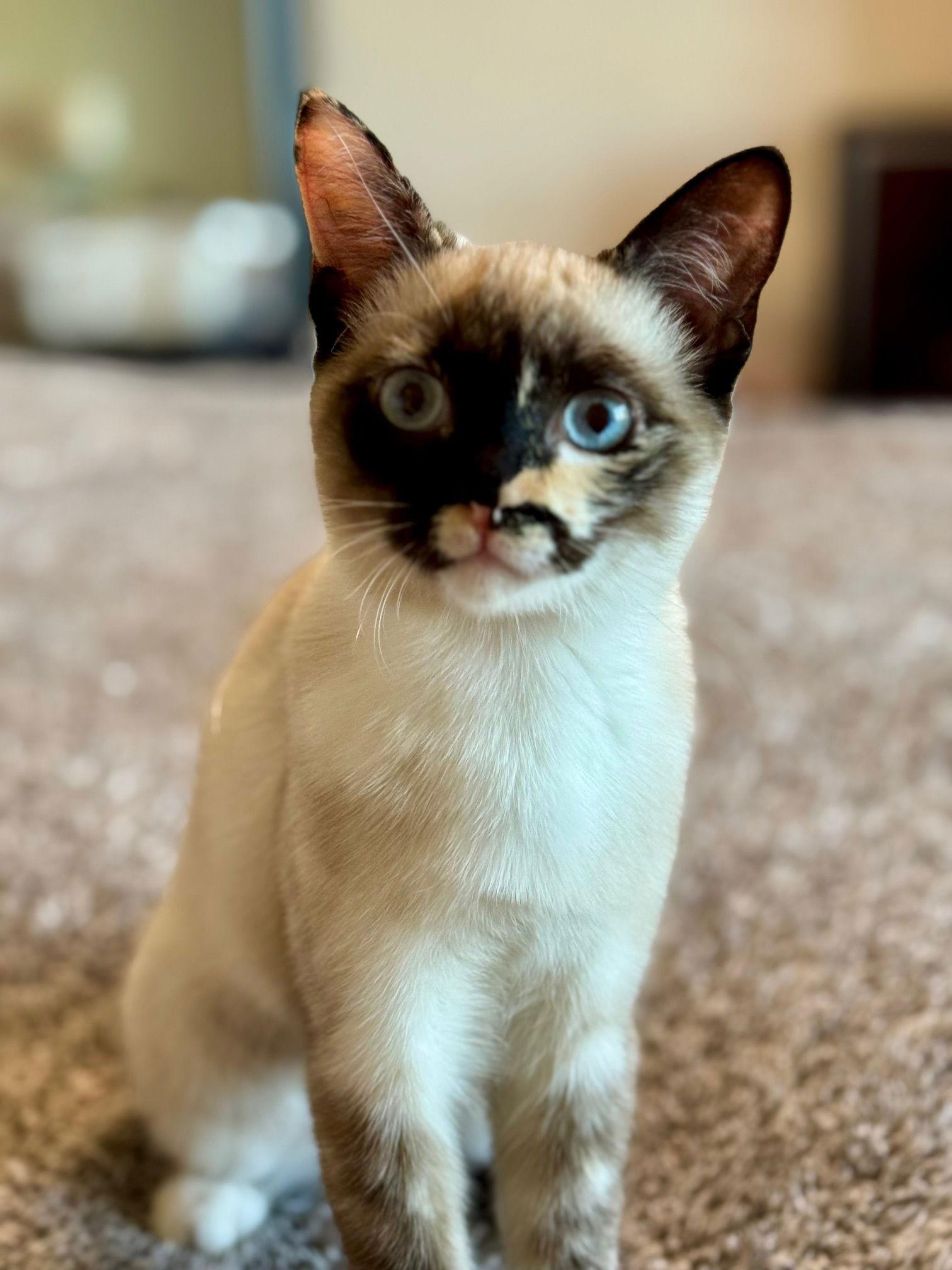 Enlarge Savannah, a Adoptable Siamese in Dripping Springs, TX image 2/3