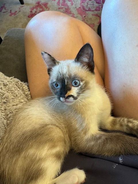 Enlarge Savannah, a Adoptable Siamese in Dripping Springs, TX image 3/3