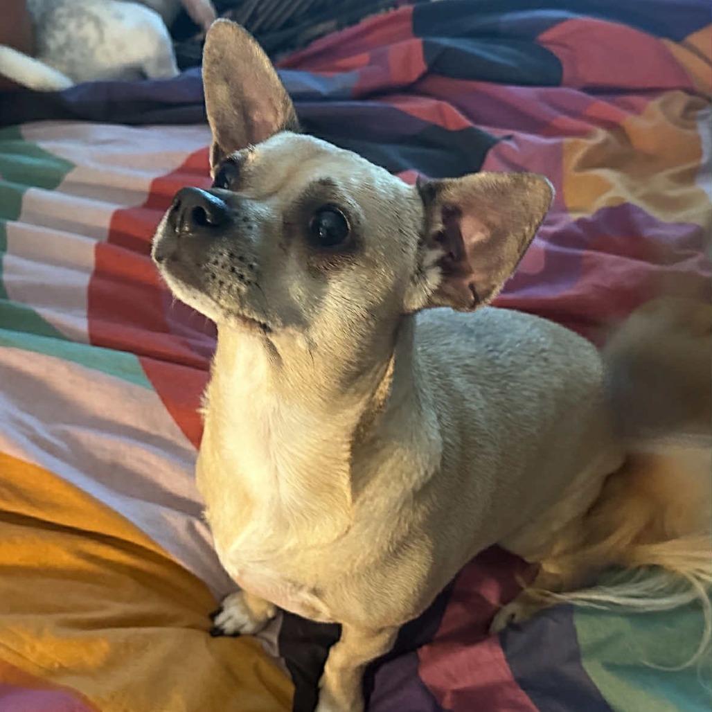 Sandy, Adoptable, Adult Female Chihuahua.