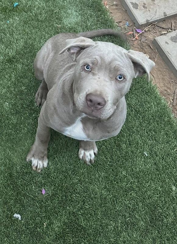 Kiara, Adopted, Young Female Cane Corso.