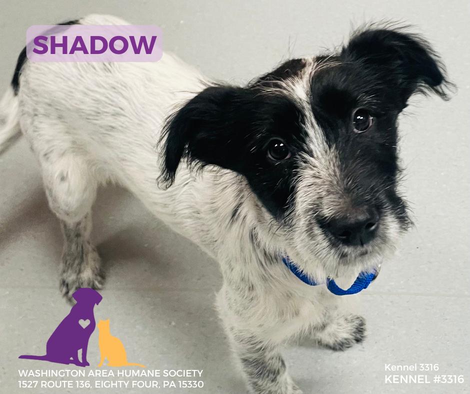Shadow, adopted, Puppy Female Australian Cattle Dog / Blue Heeler.