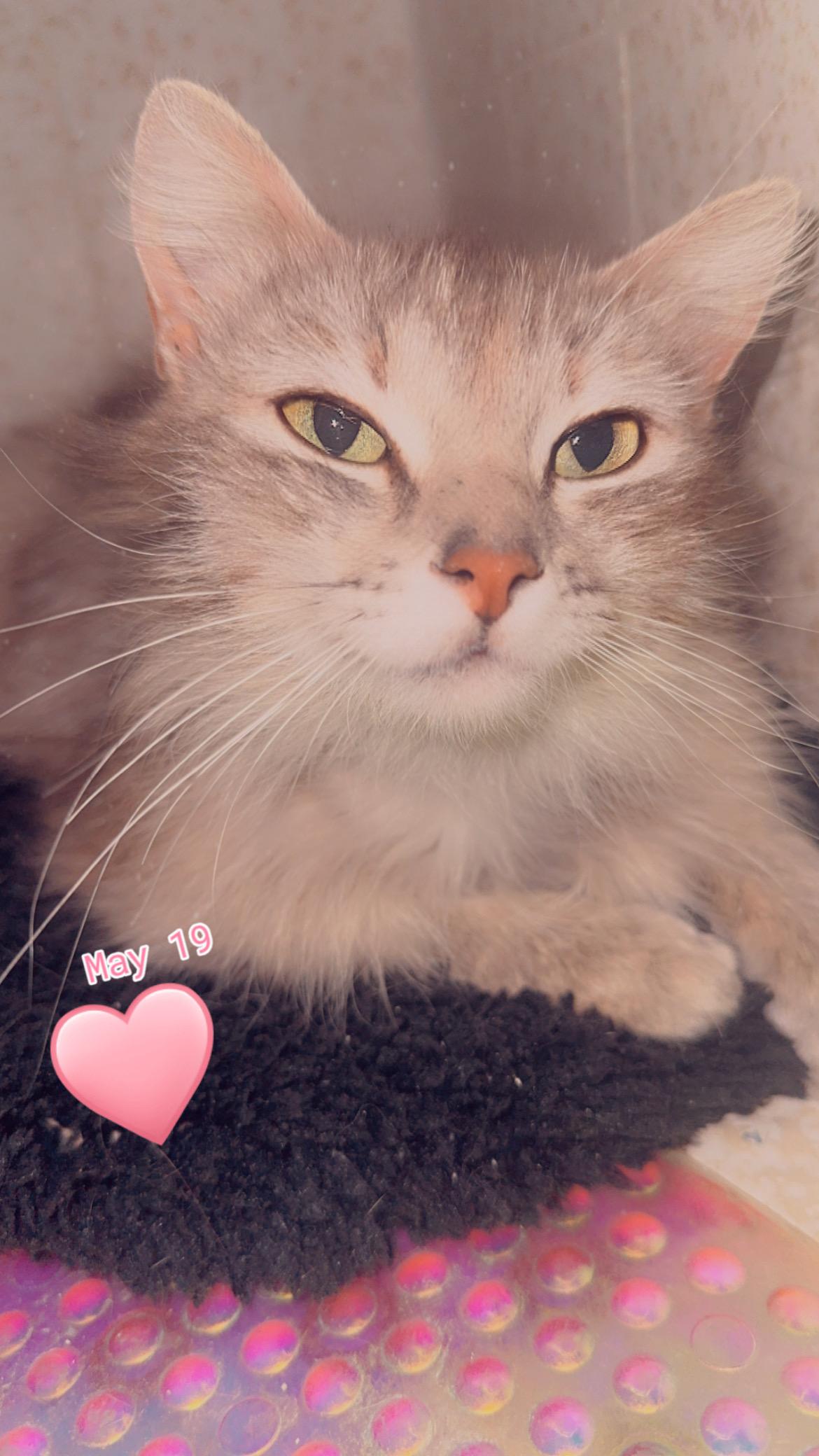 Gigi, ADOPTABLE, Young Female Maine Coon & Norwegian Forest Cat.