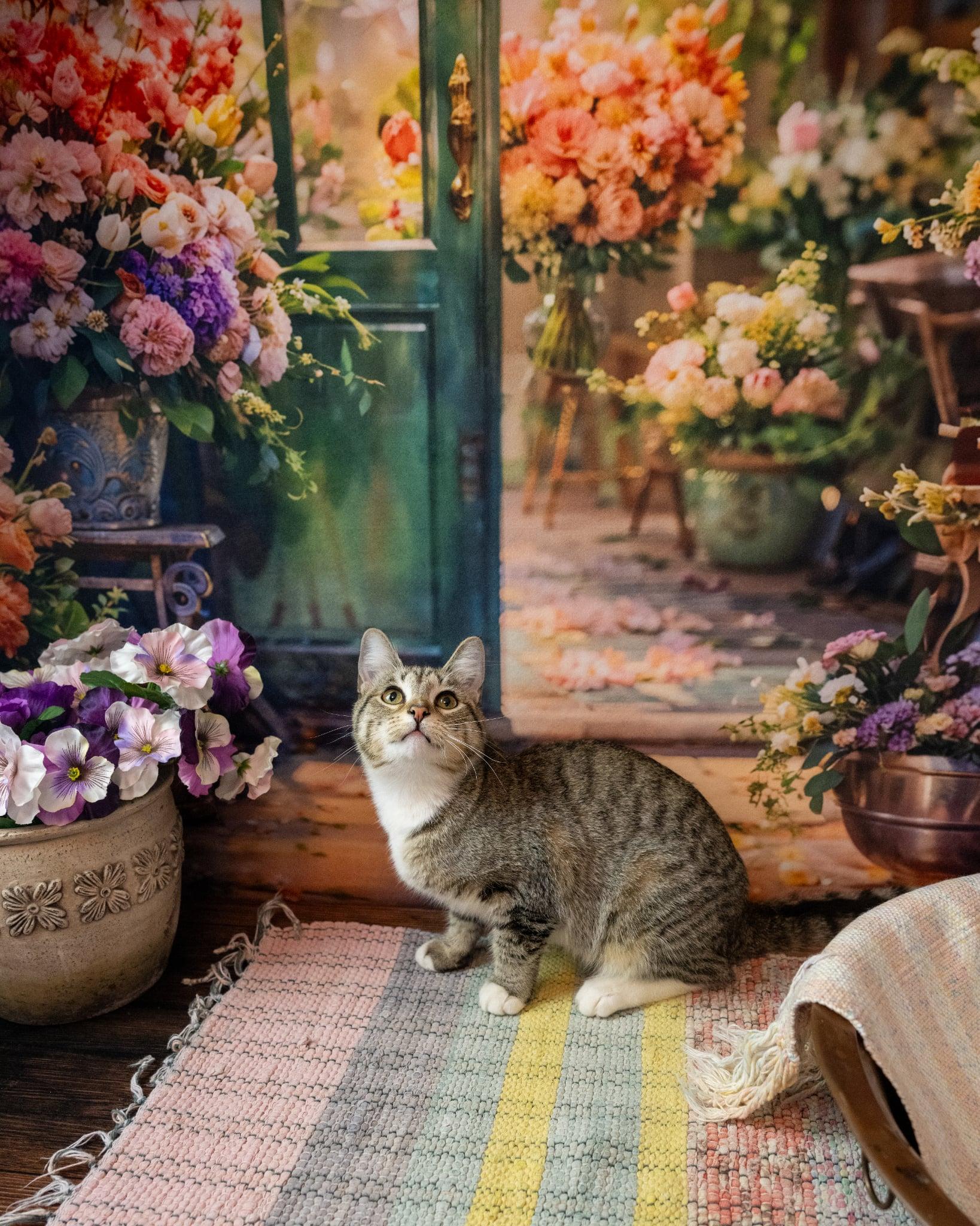 Julie, an adopted Domestic Short Hair in Lapeer, MI image 4/6