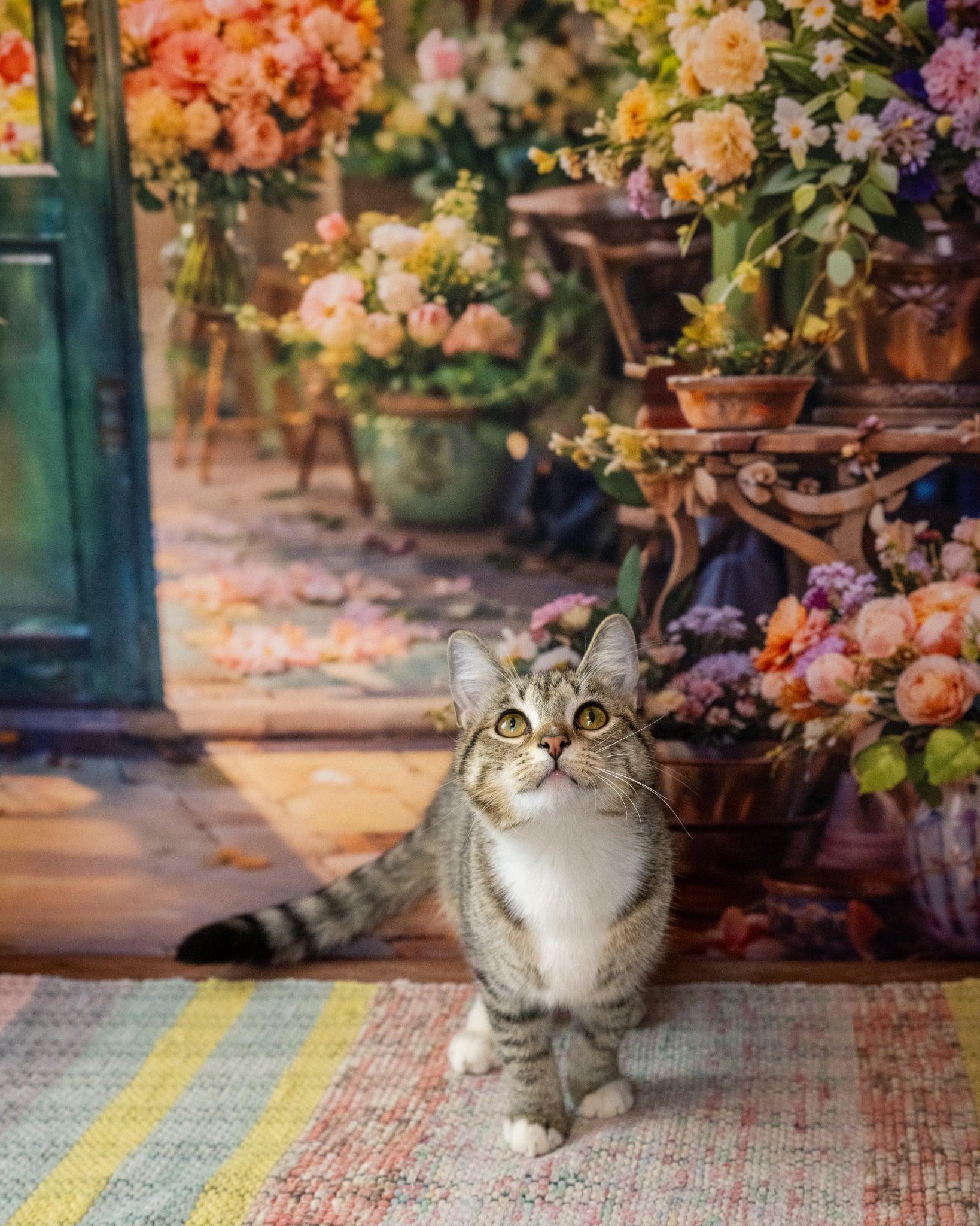 Julie, adopted, Adult Female Domestic Short Hair.