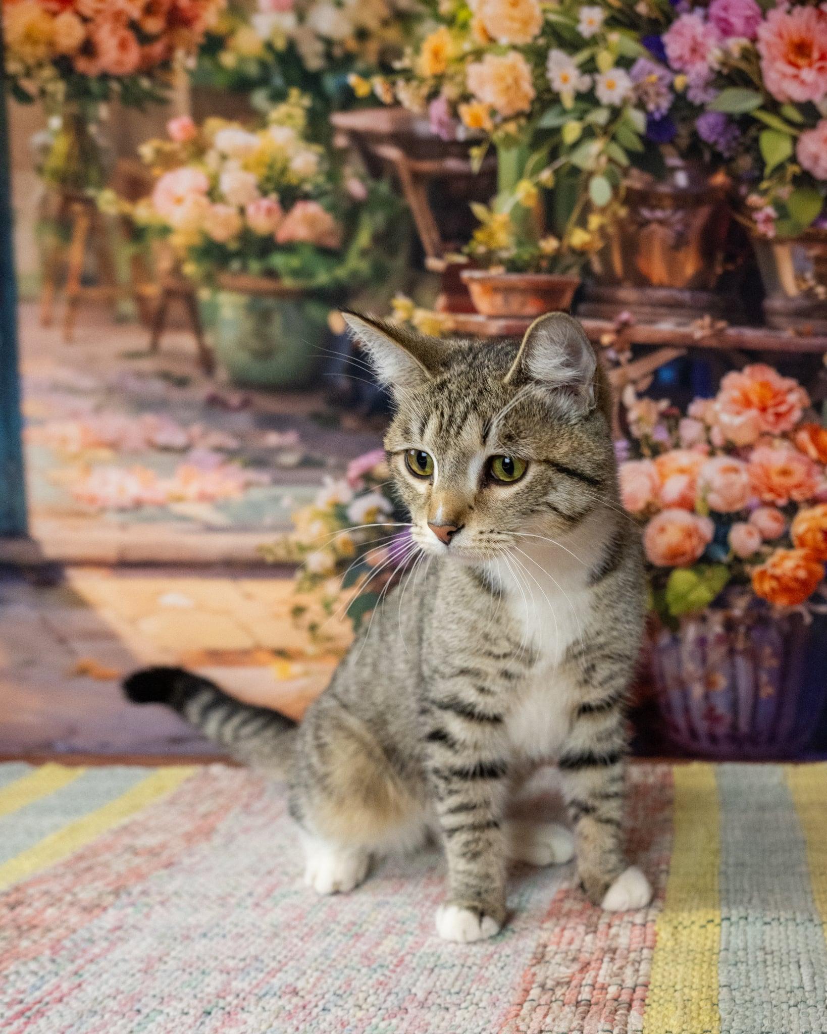 Julie, an adopted Domestic Short Hair in Lapeer, MI image 5/6