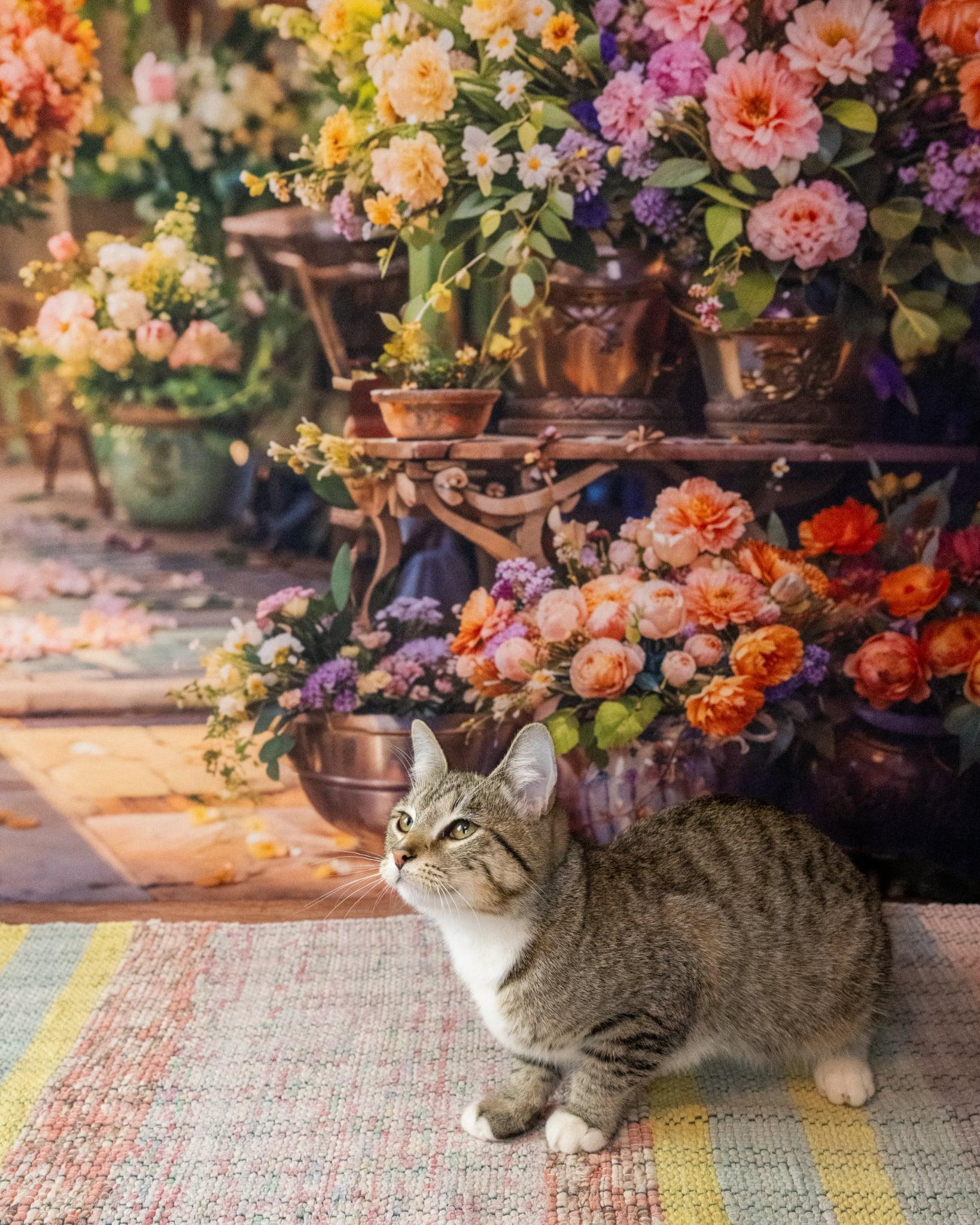 Julie, an adopted Domestic Short Hair in Lapeer, MI image 3/6
