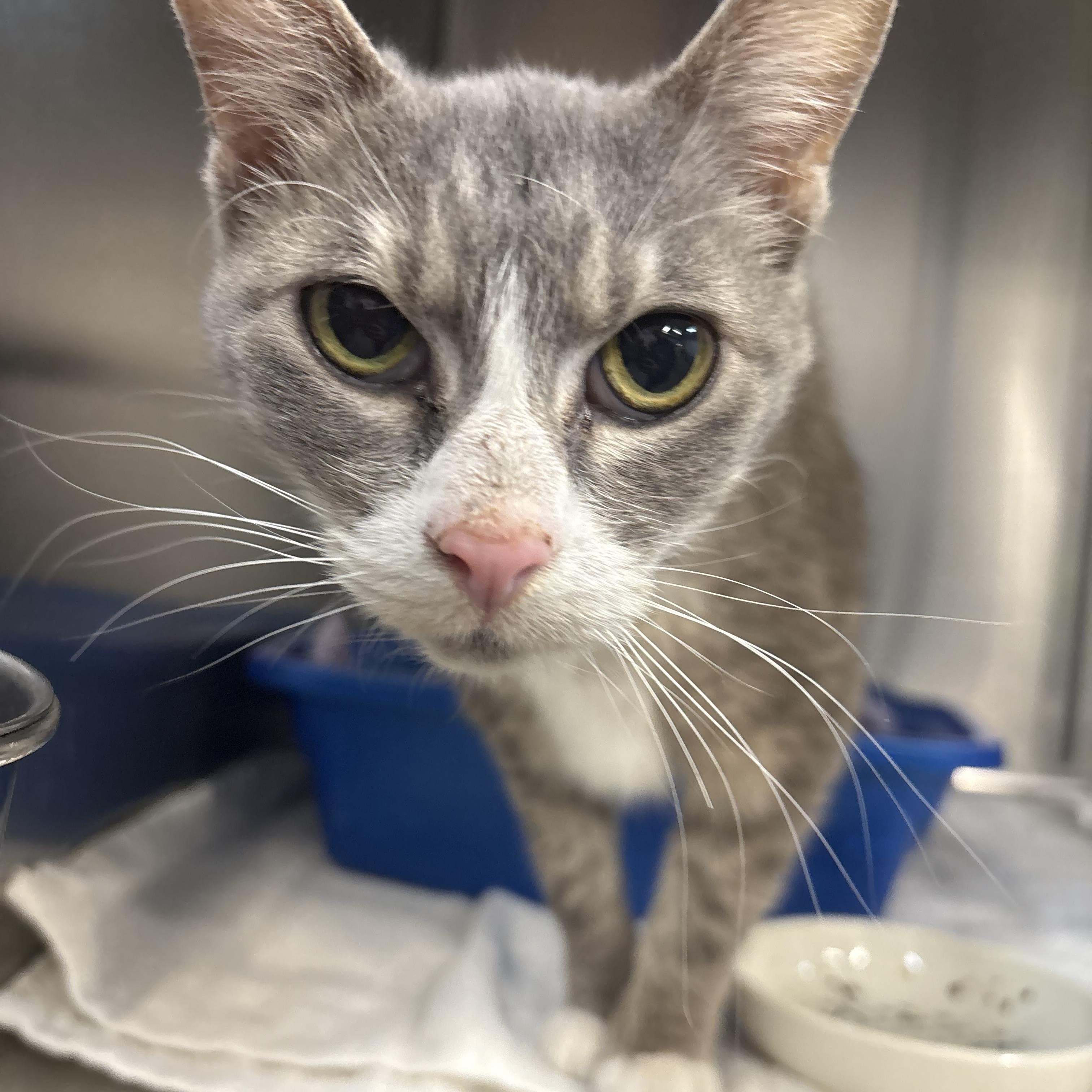 Gracie , ADOPTABLE, Senior Female Domestic Short Hair.