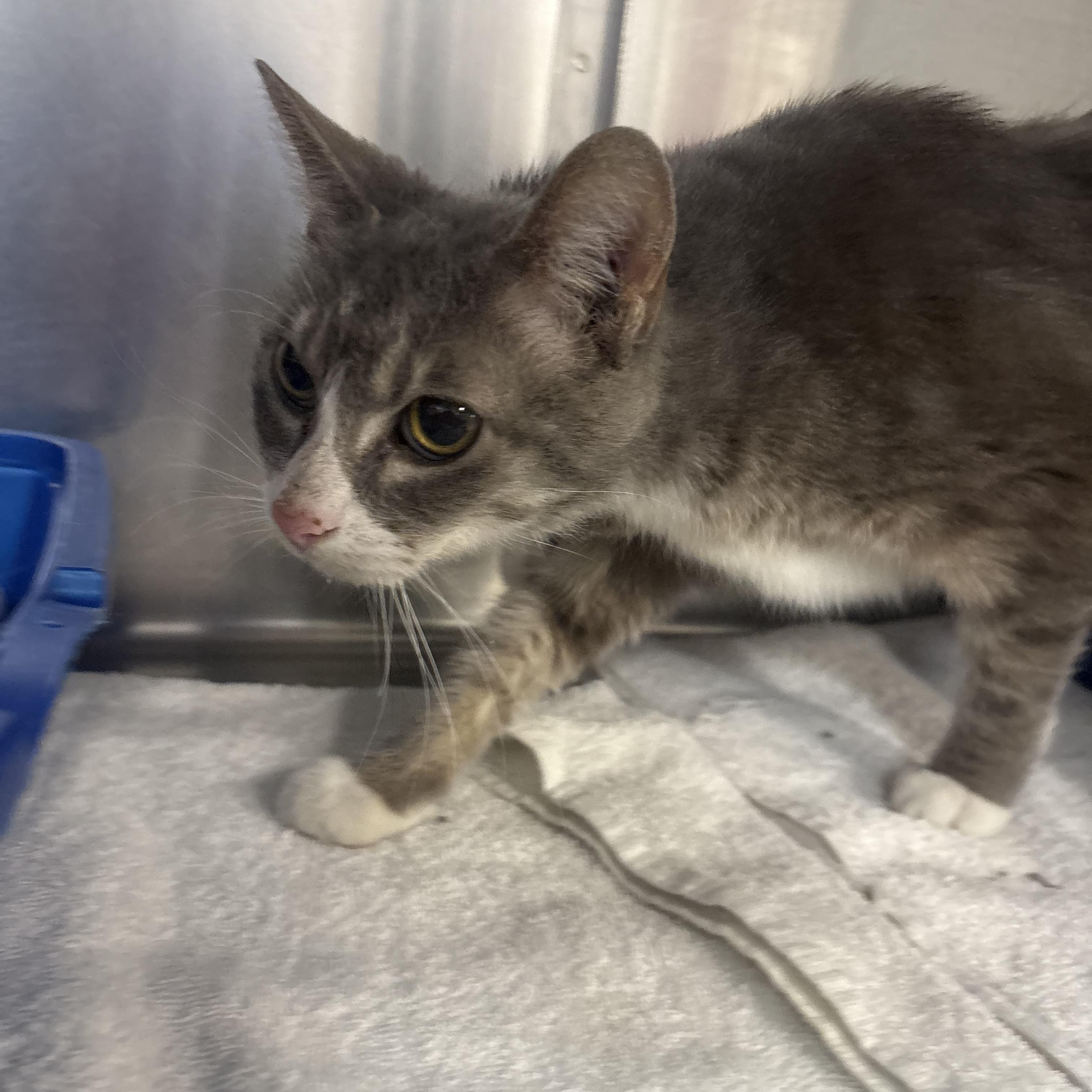 Enlarge Gracie , a ADOPTABLE Domestic Short Hair in Saint Charles, MO image 3/3