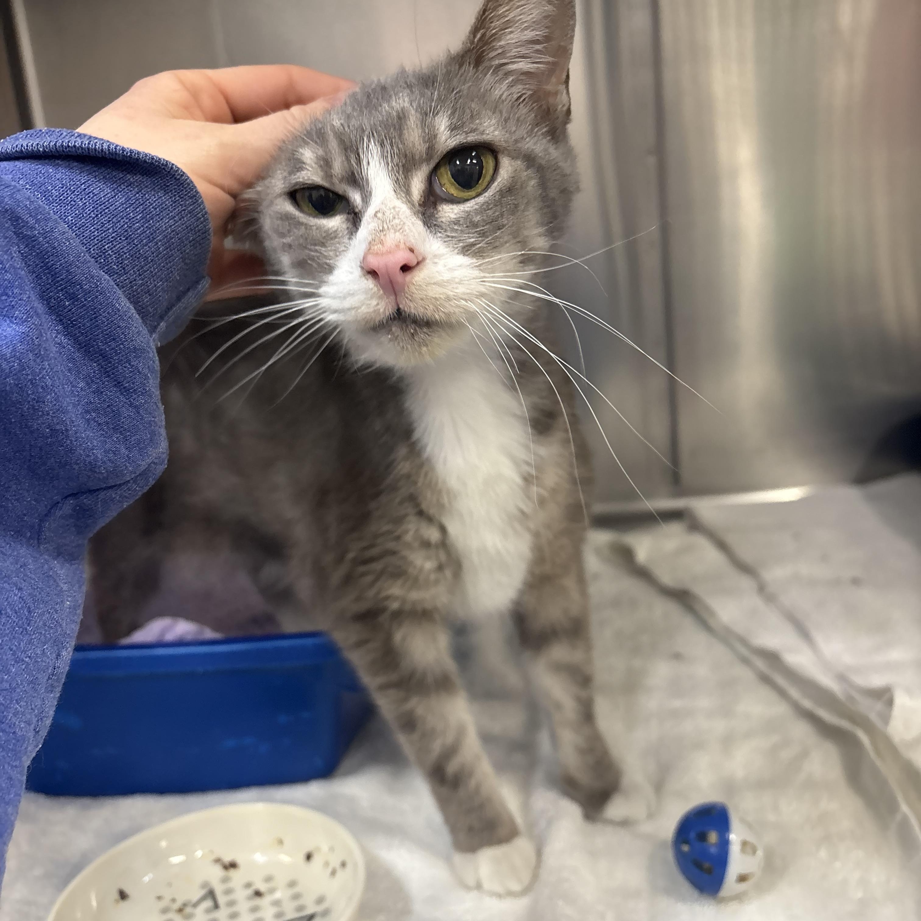 Enlarge Gracie , a ADOPTABLE Domestic Short Hair in Saint Charles, MO image 2/3