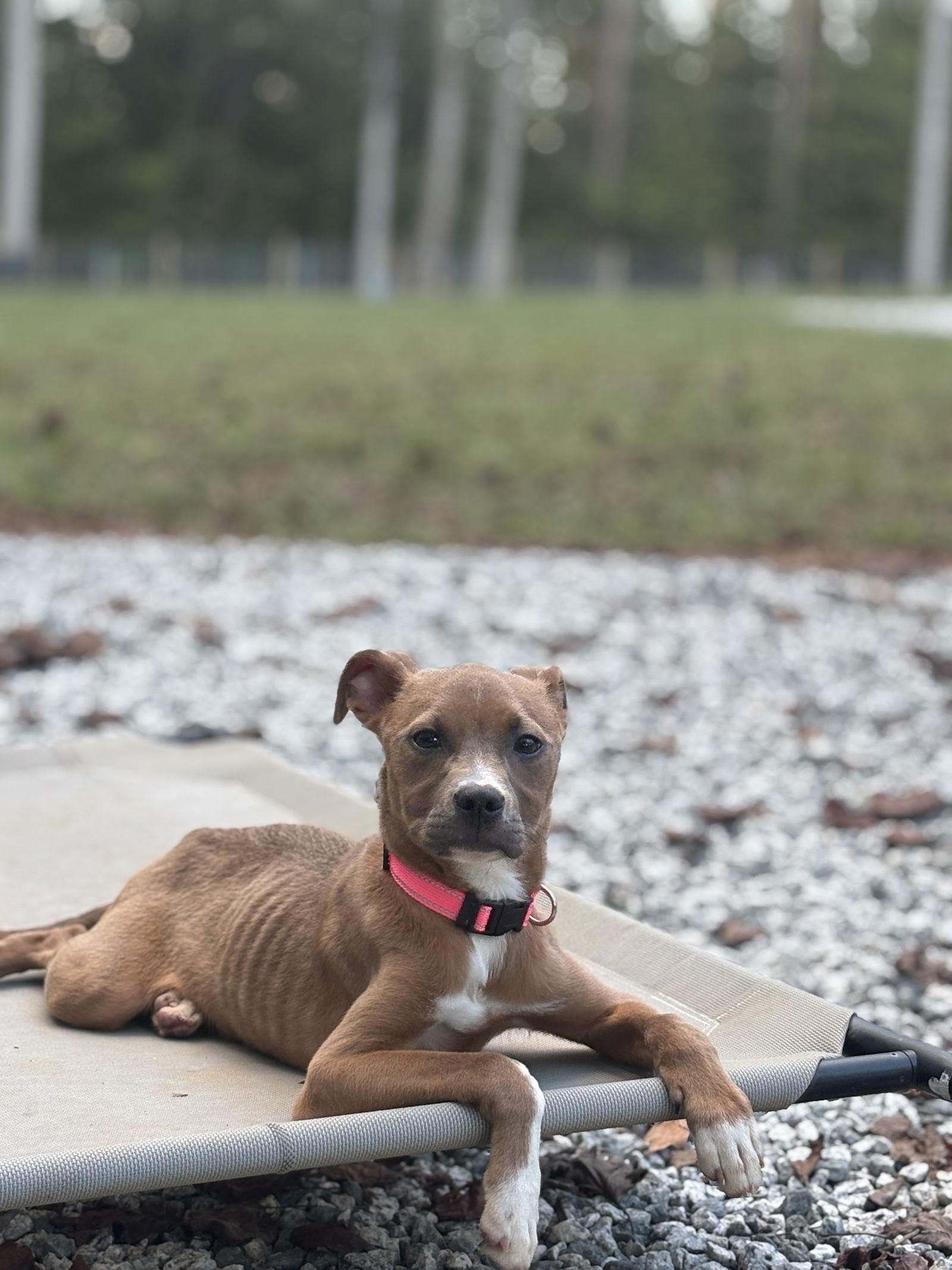 Lorelei, Adopted, Puppy Female Pit Bull Terrier.