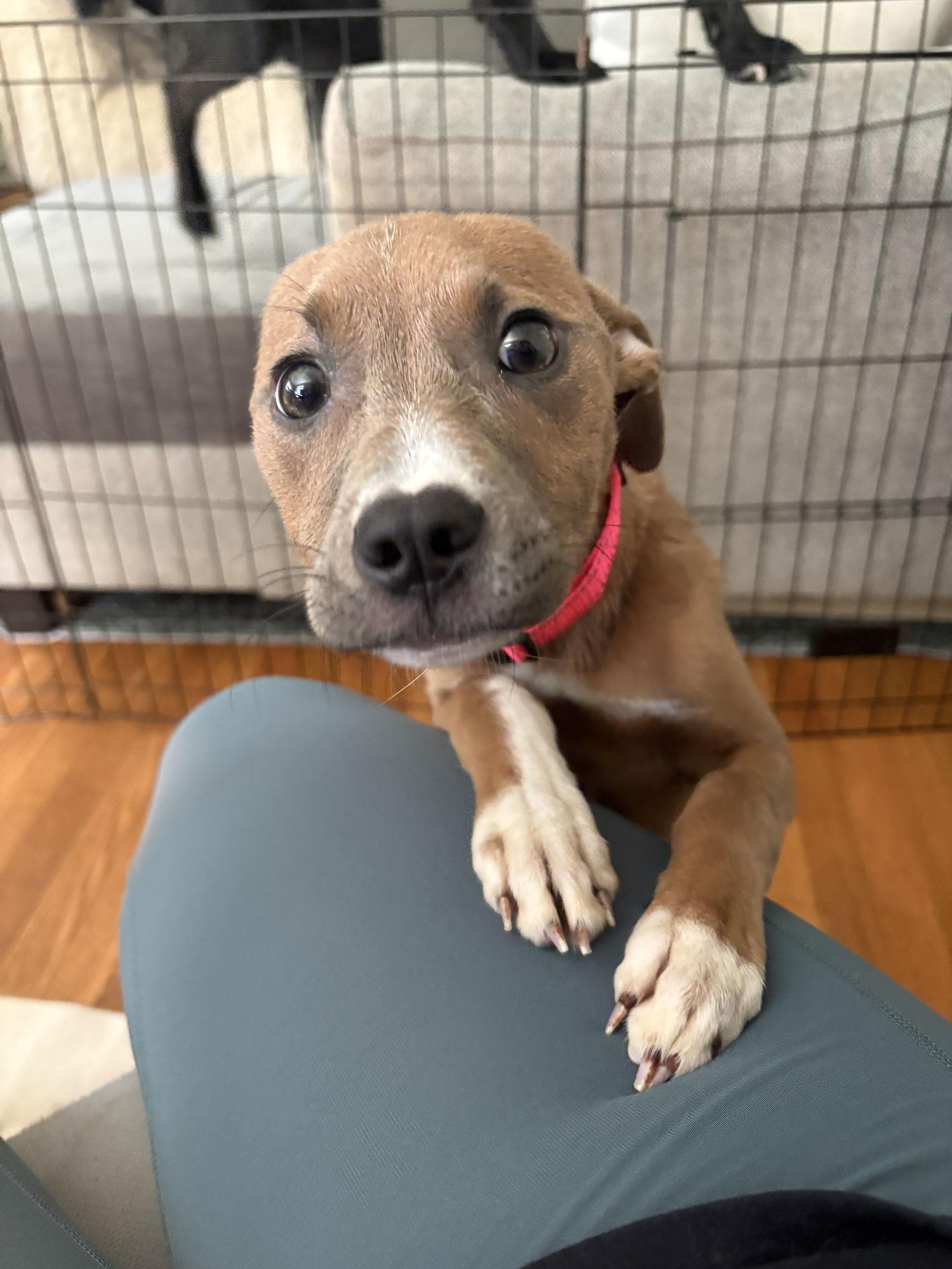 Enlarge Lorelei, a Adopted Pit Bull Terrier in Holly Springs, NC image 2/3