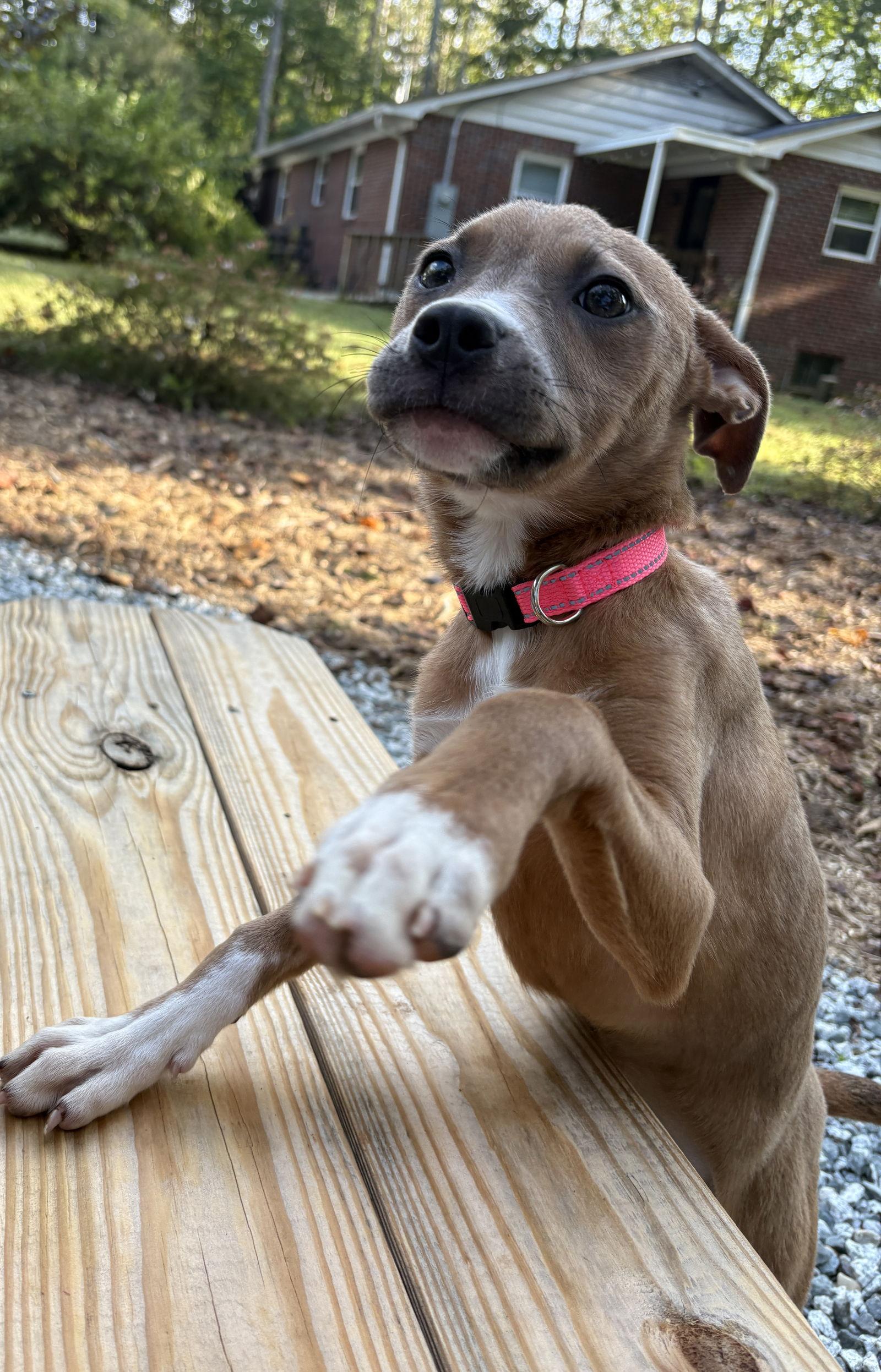 Enlarge Lorelei, a Adopted Pit Bull Terrier in Holly Springs, NC image 3/3