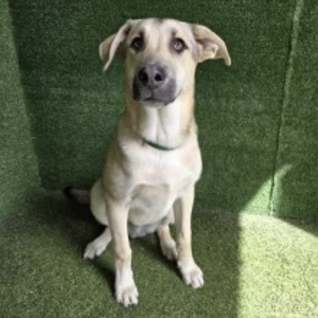 Enlarge Leo, a Adoptable Shepherd in Santa Rosa, CA image 1/1