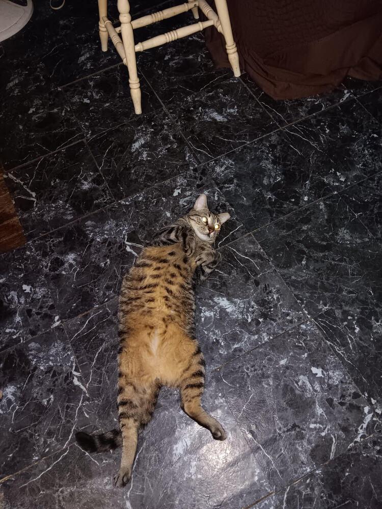 Enlarge Oscar, a Adopted Domestic Short Hair in Saint Augustine, FL image 1/3