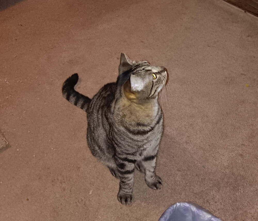 Enlarge Oscar, a Adopted Domestic Short Hair in Saint Augustine, FL image 3/3