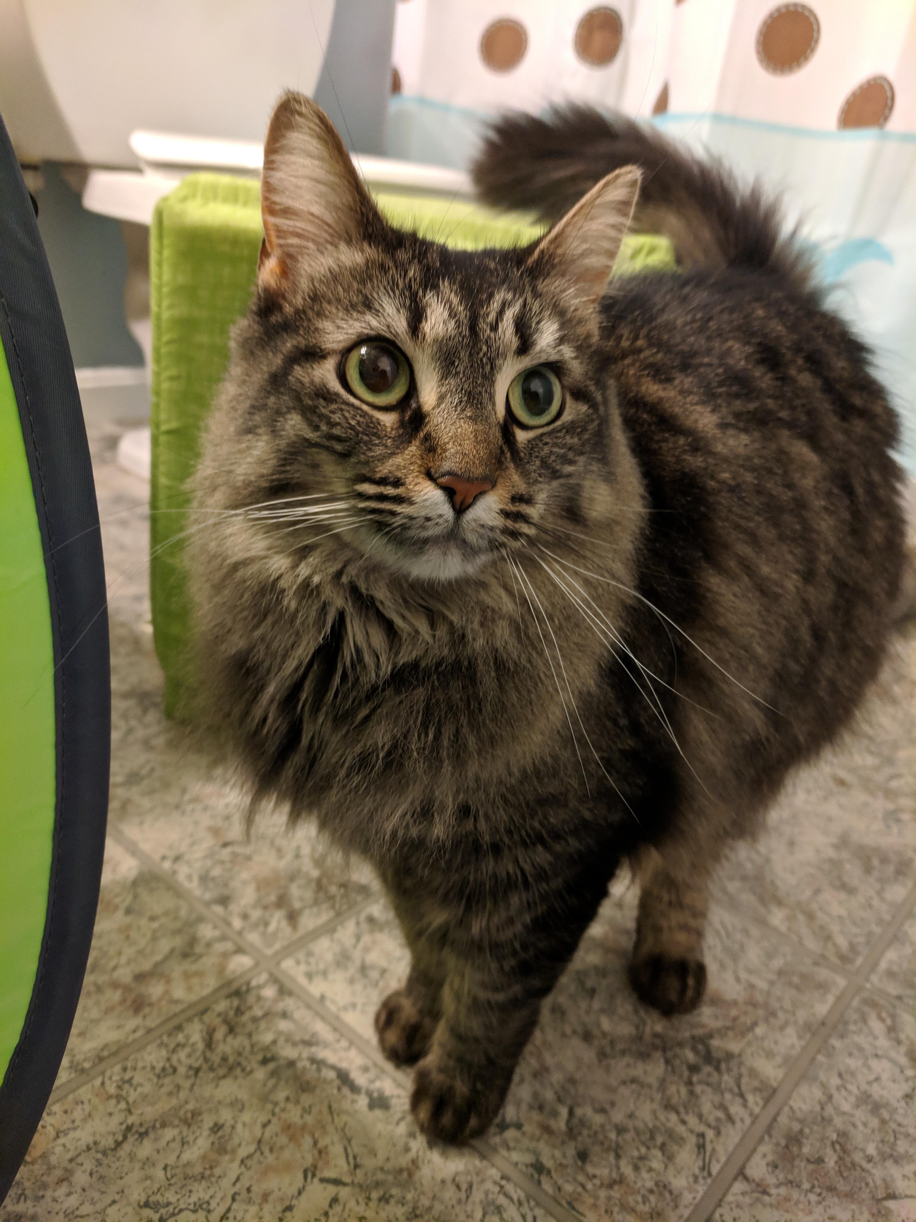 Mindy, a Adoptable Domestic Long Hair in Great Mills, MD image 1/6