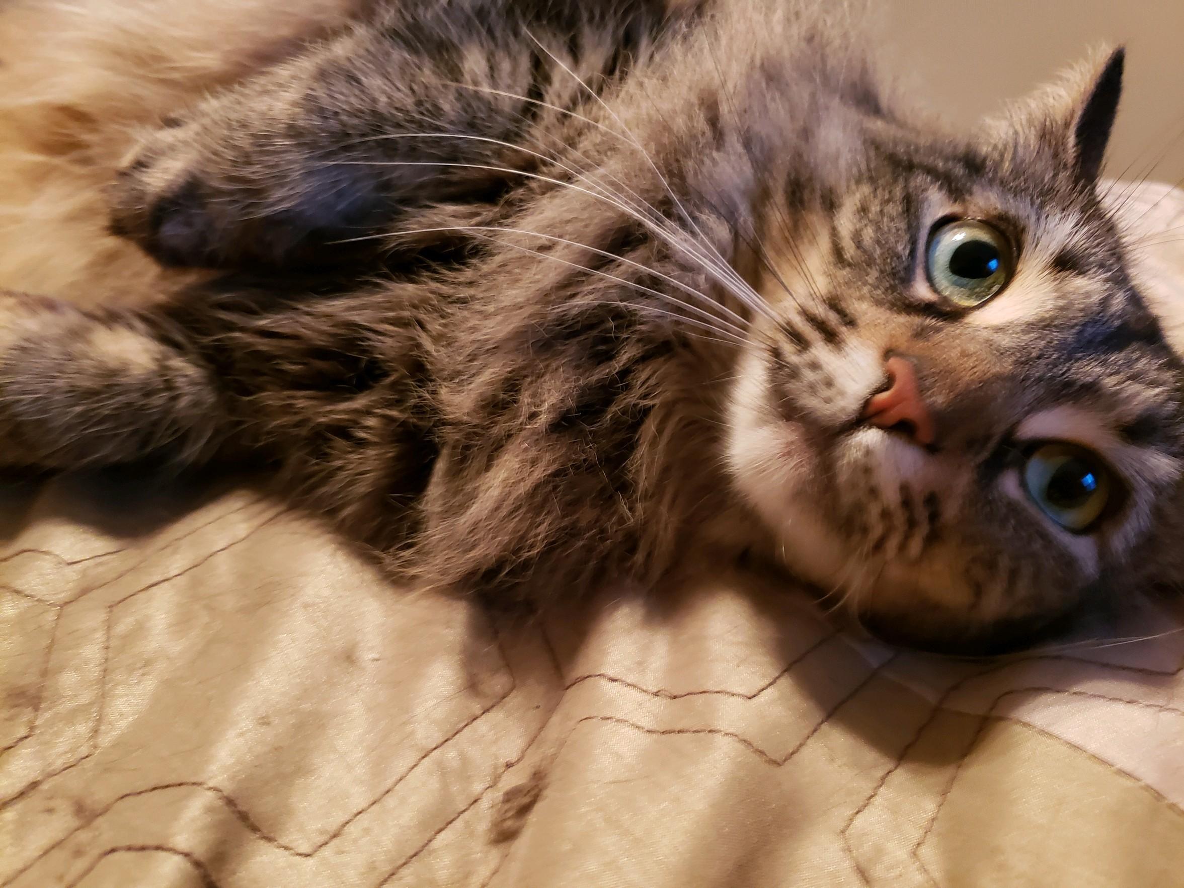 Mindy, a Adoptable Domestic Long Hair in Great Mills, MD image 4/6