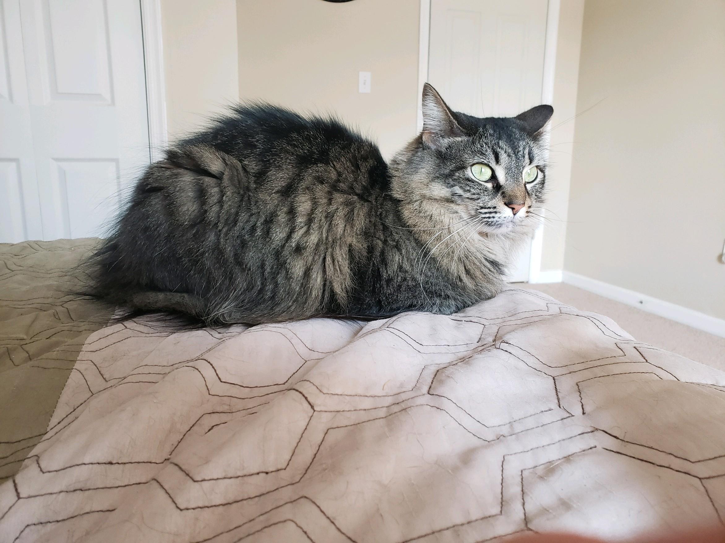 Mindy, a Adoptable Domestic Long Hair in Great Mills, MD image 3/6