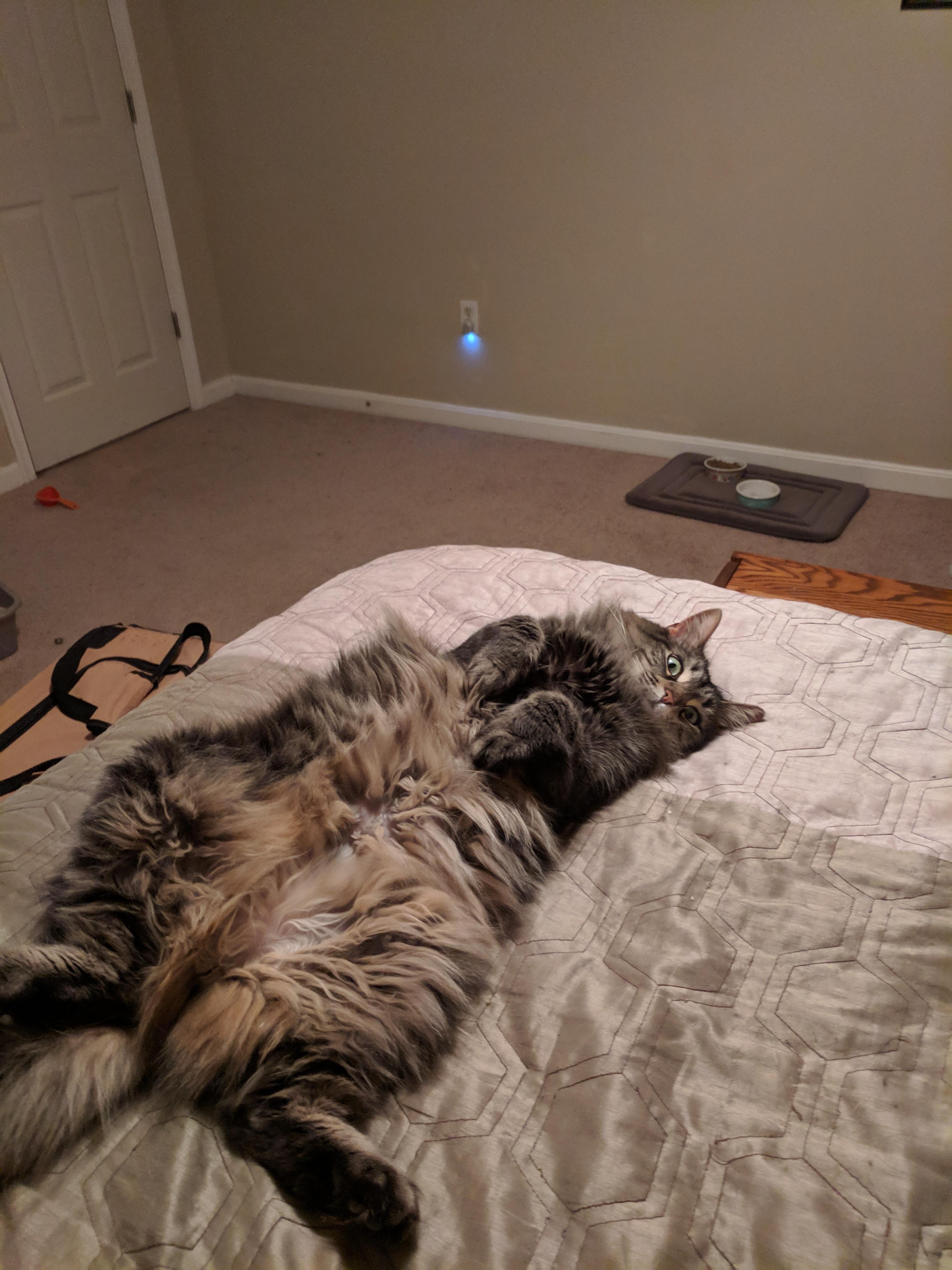 Mindy, a Adoptable Domestic Long Hair in Great Mills, MD image 6/6