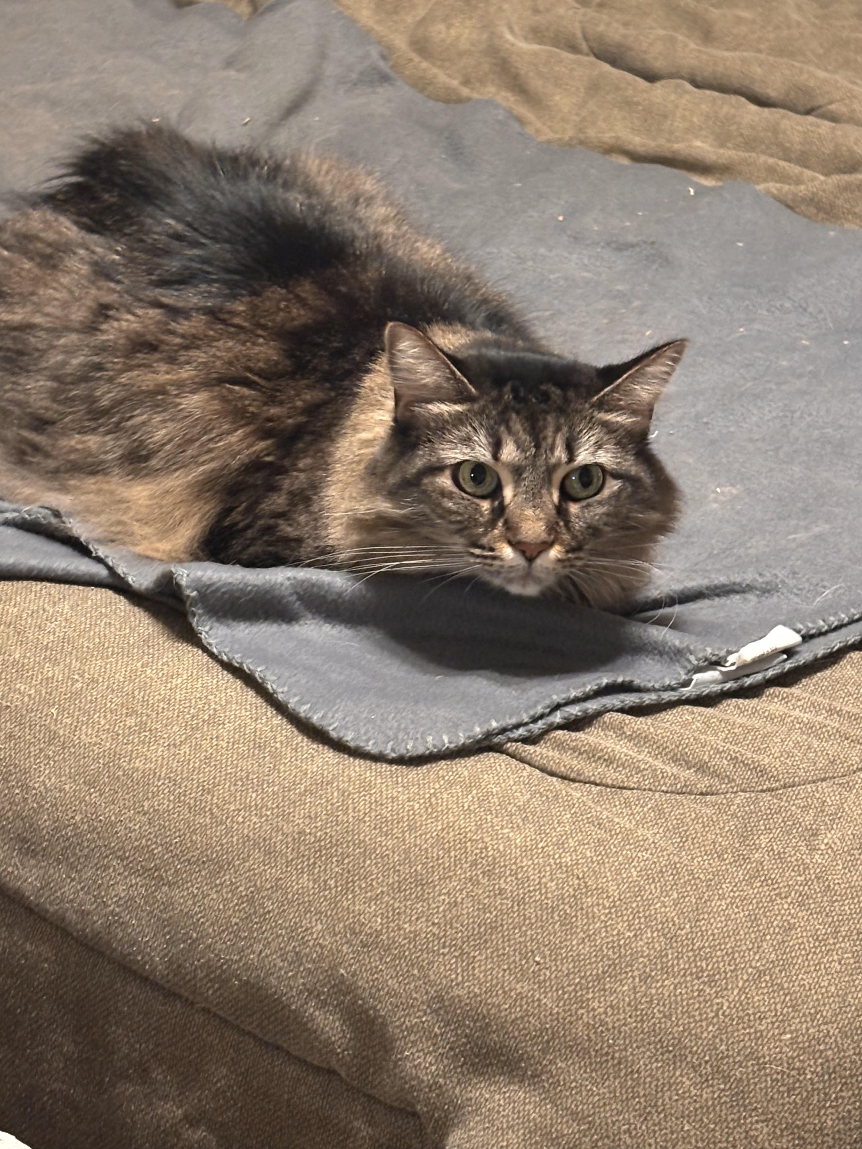 Mindy, a Adoptable Domestic Long Hair in Great Mills, MD image 2/6