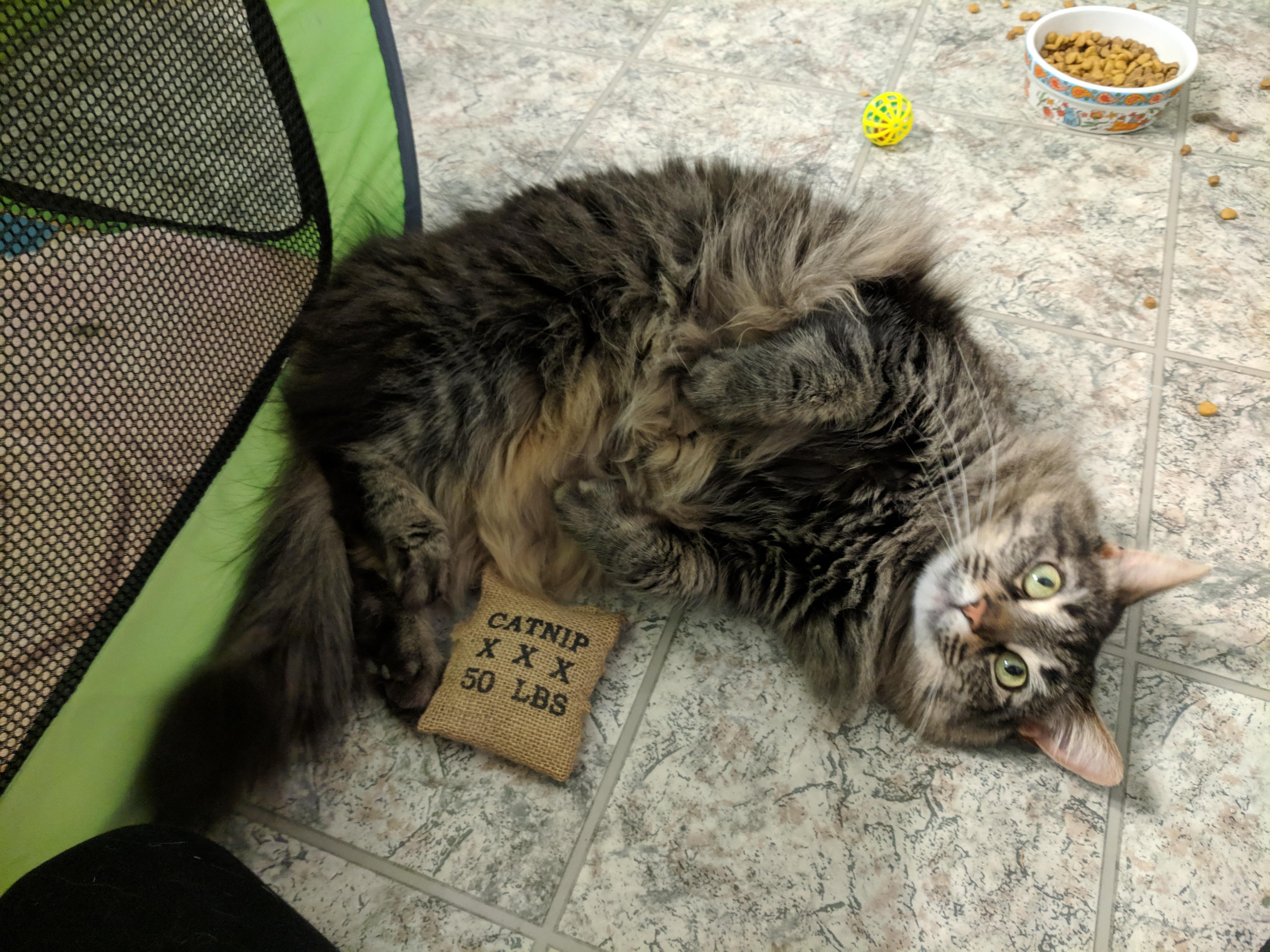 Mindy, a Adoptable Domestic Long Hair in Great Mills, MD image 5/6