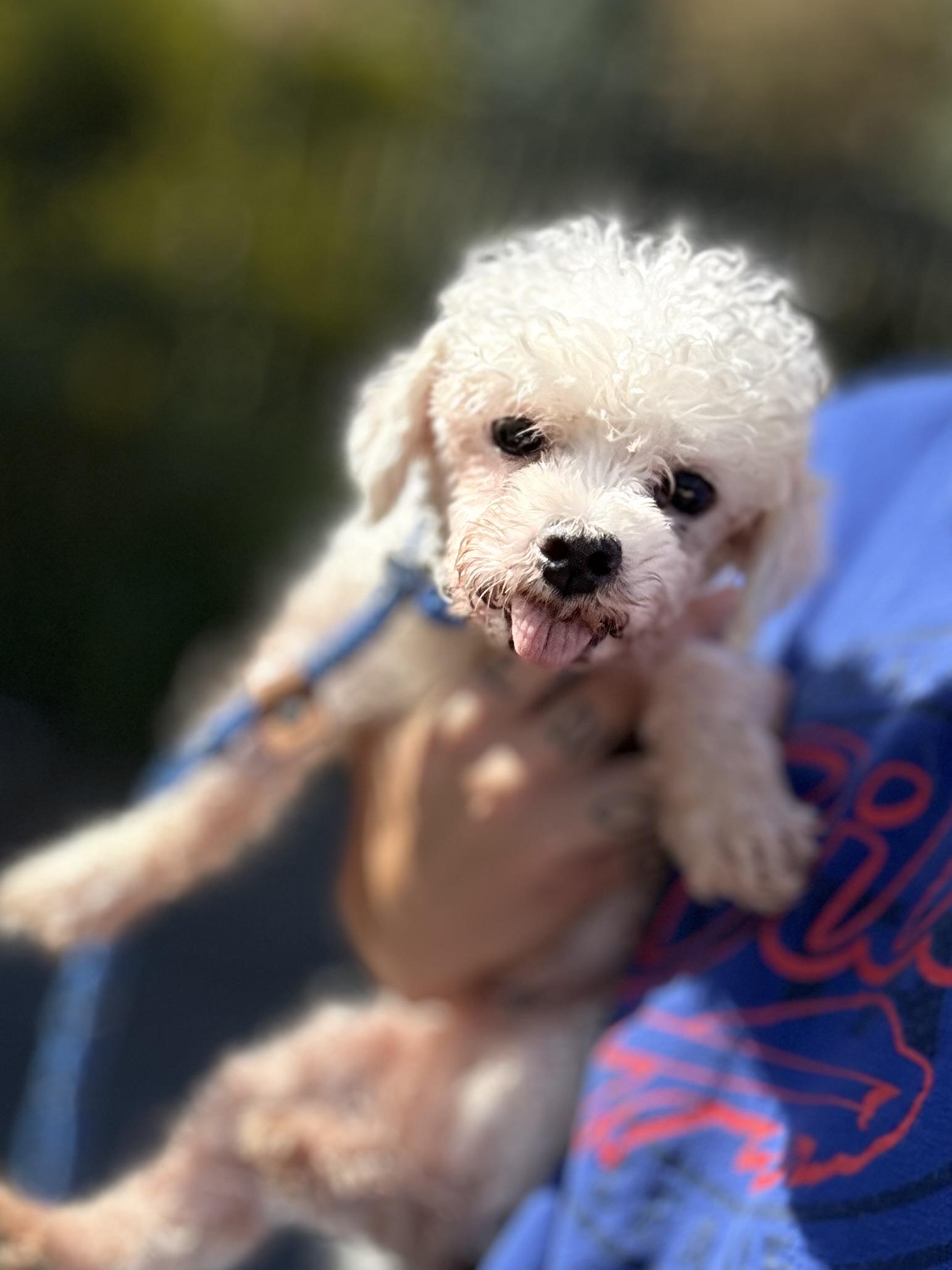 Minnie, Adoptable, Adult Female Maltipoo & Maltese.