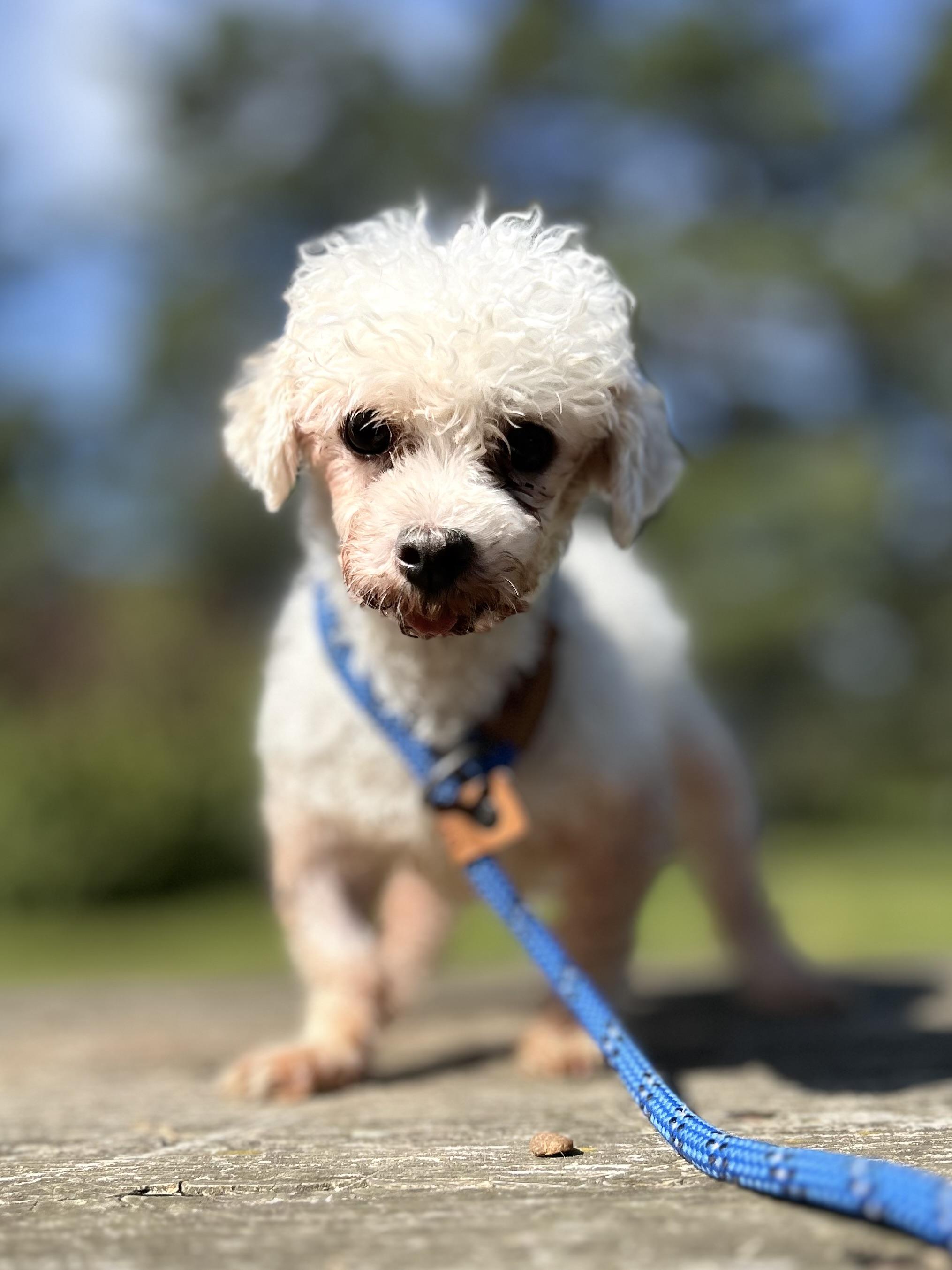 Minnie, an adoptable Maltipoo, Maltese in West Falls, NY, 14170 | Photo Image 2