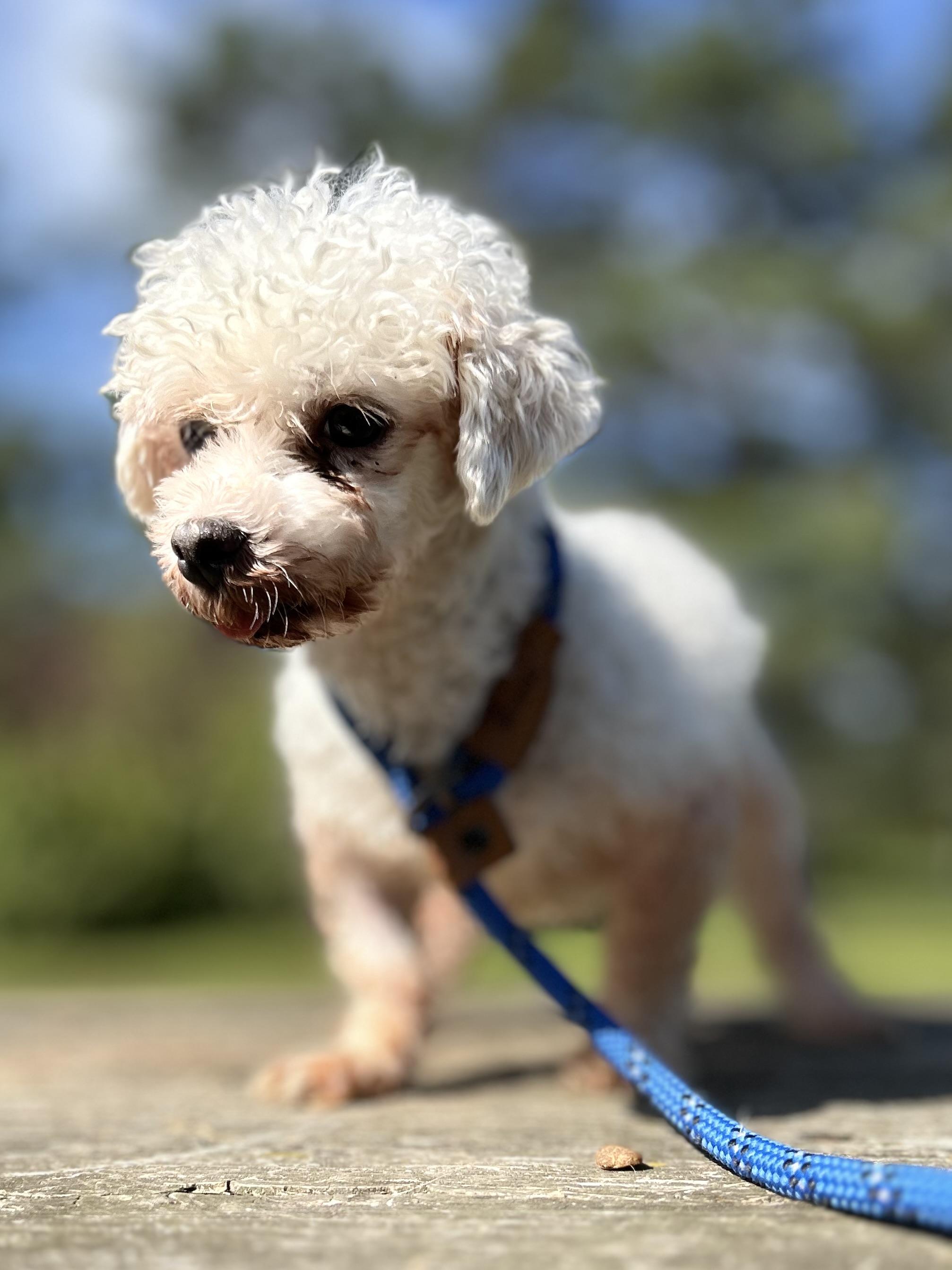 Minnie, an adoptable Maltipoo, Maltese in West Falls, NY, 14170 | Photo Image 3