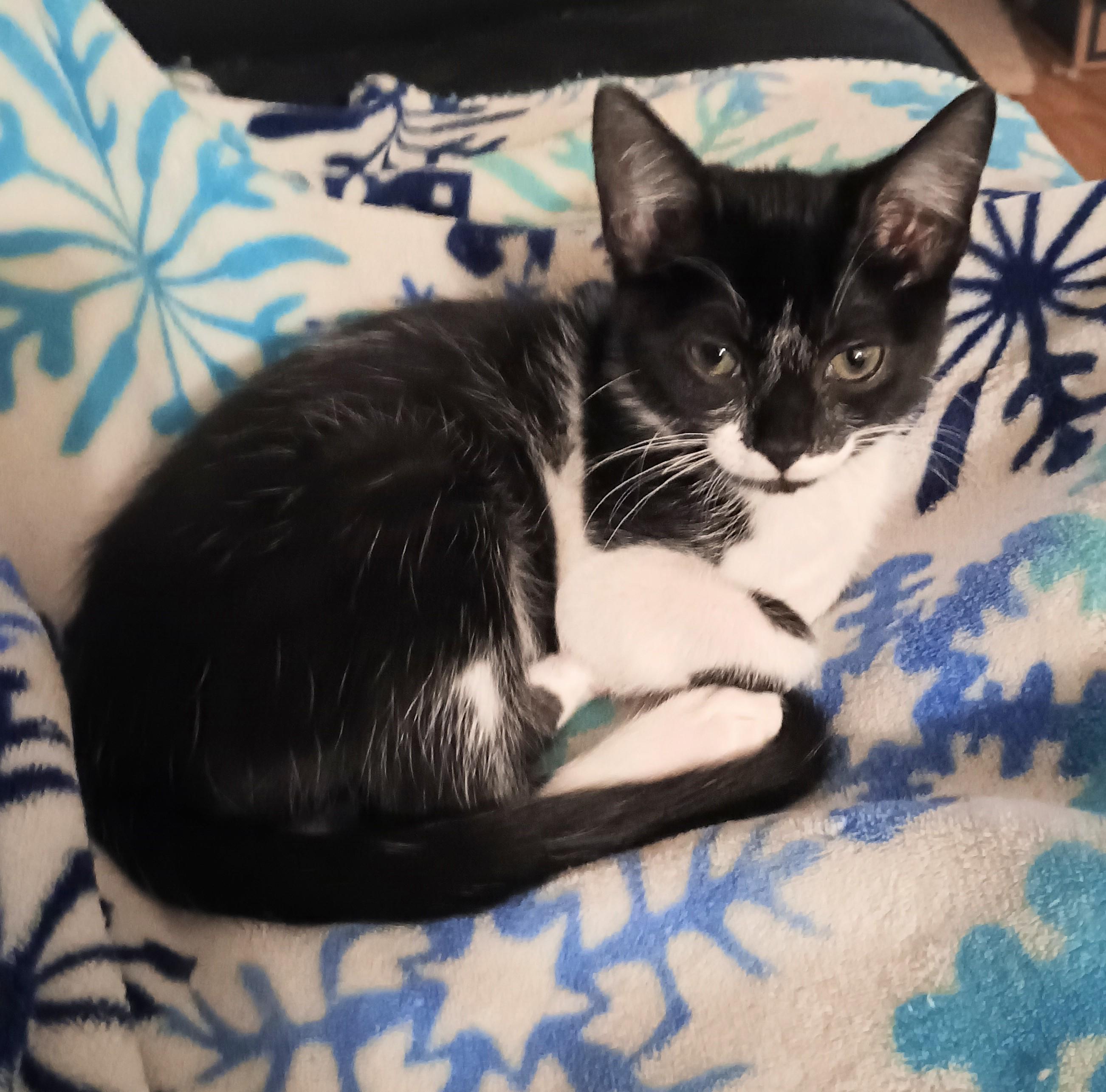 Surprise - friendly & playful, ADOPTABLE, Kitten Female Domestic Short Hair.